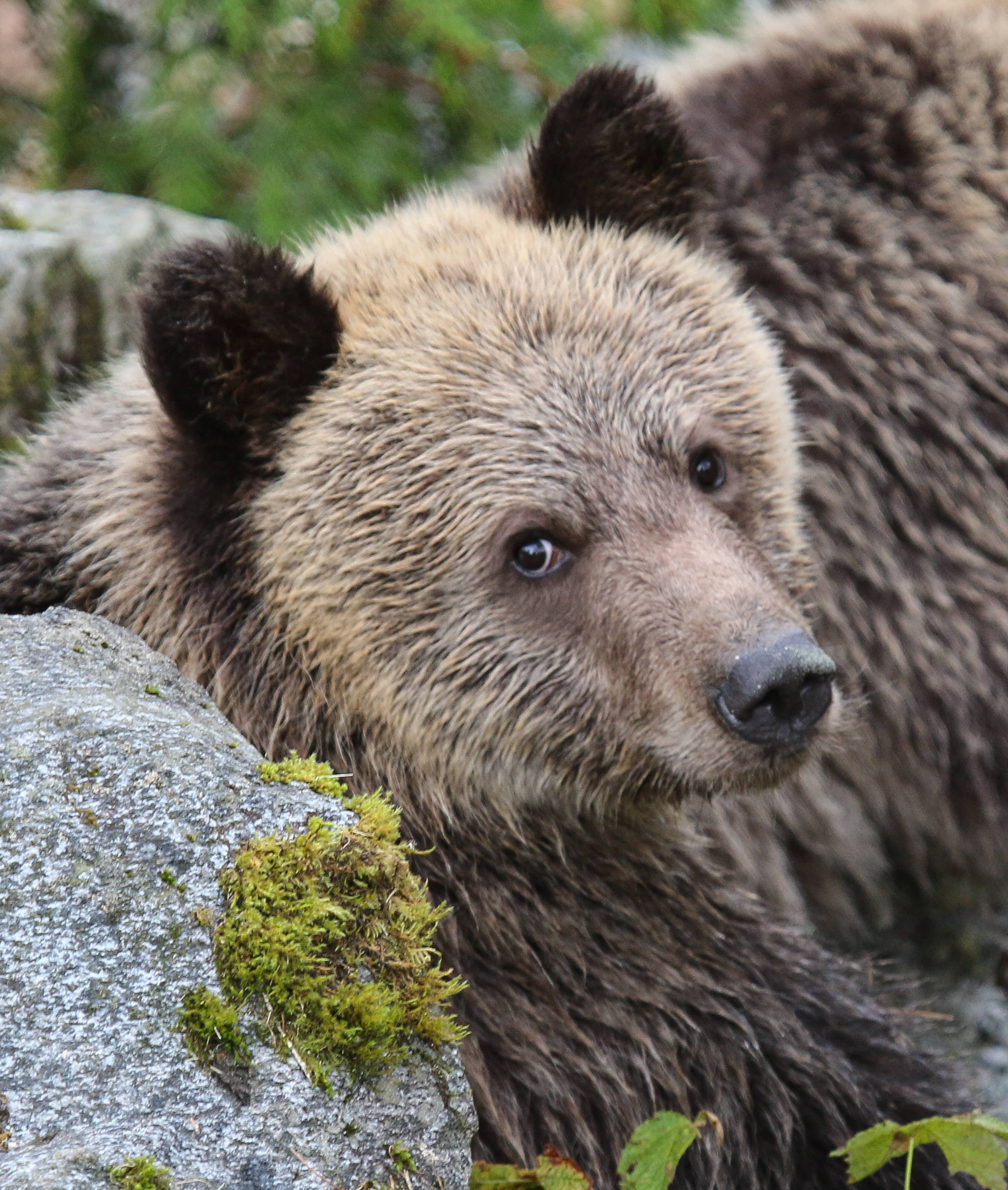 Cute Bear 桌布 壁紙 — 一隻深色眼睛、厚毛的棕熊在森林中長滿苔蘚的灰色岩石附近休息的特寫。