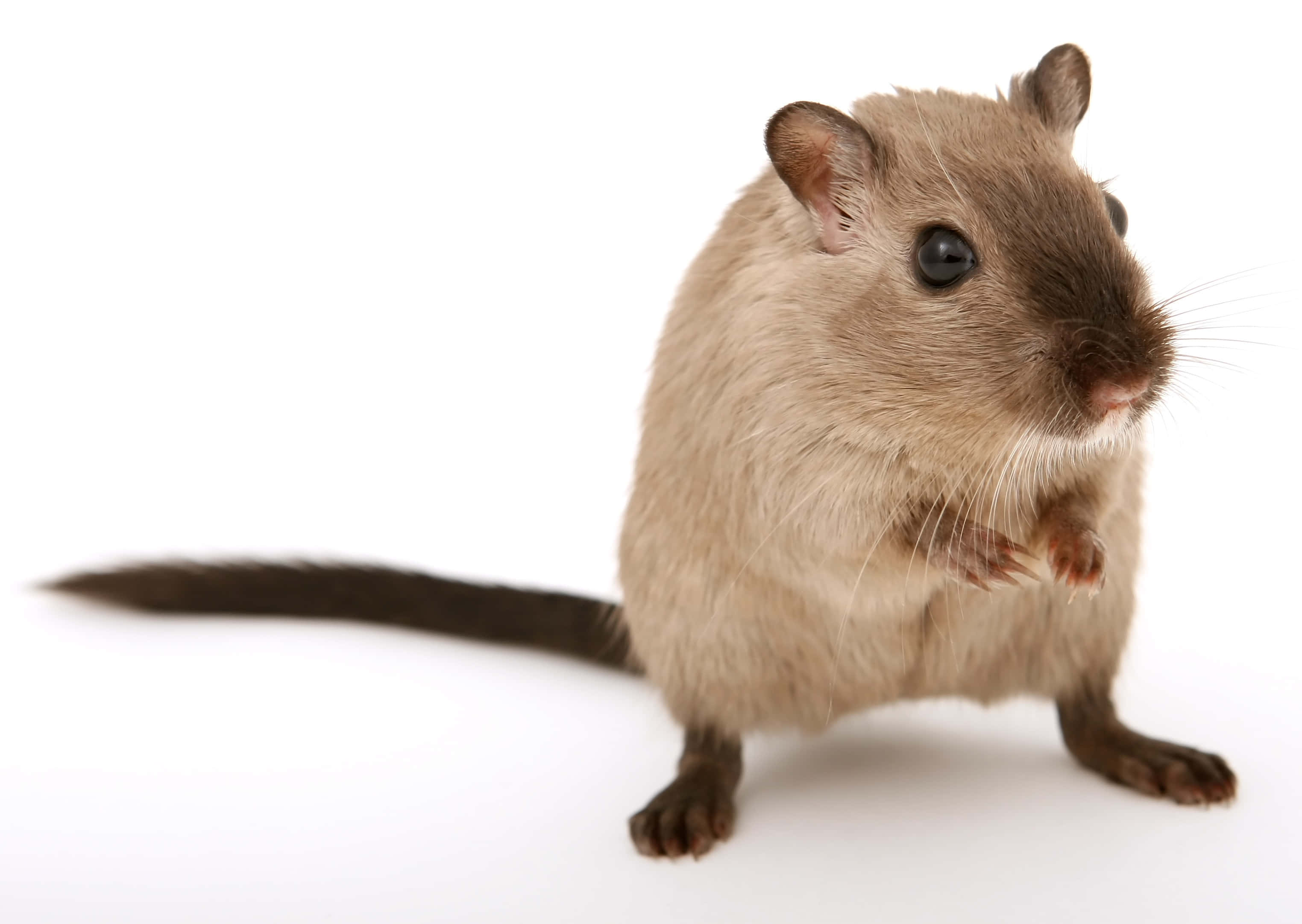 Mouse 桌布 壁紙 — 一隻深色眼睛和長尾巴的小棕色沙鼠在純白色背景上警覺地站立。