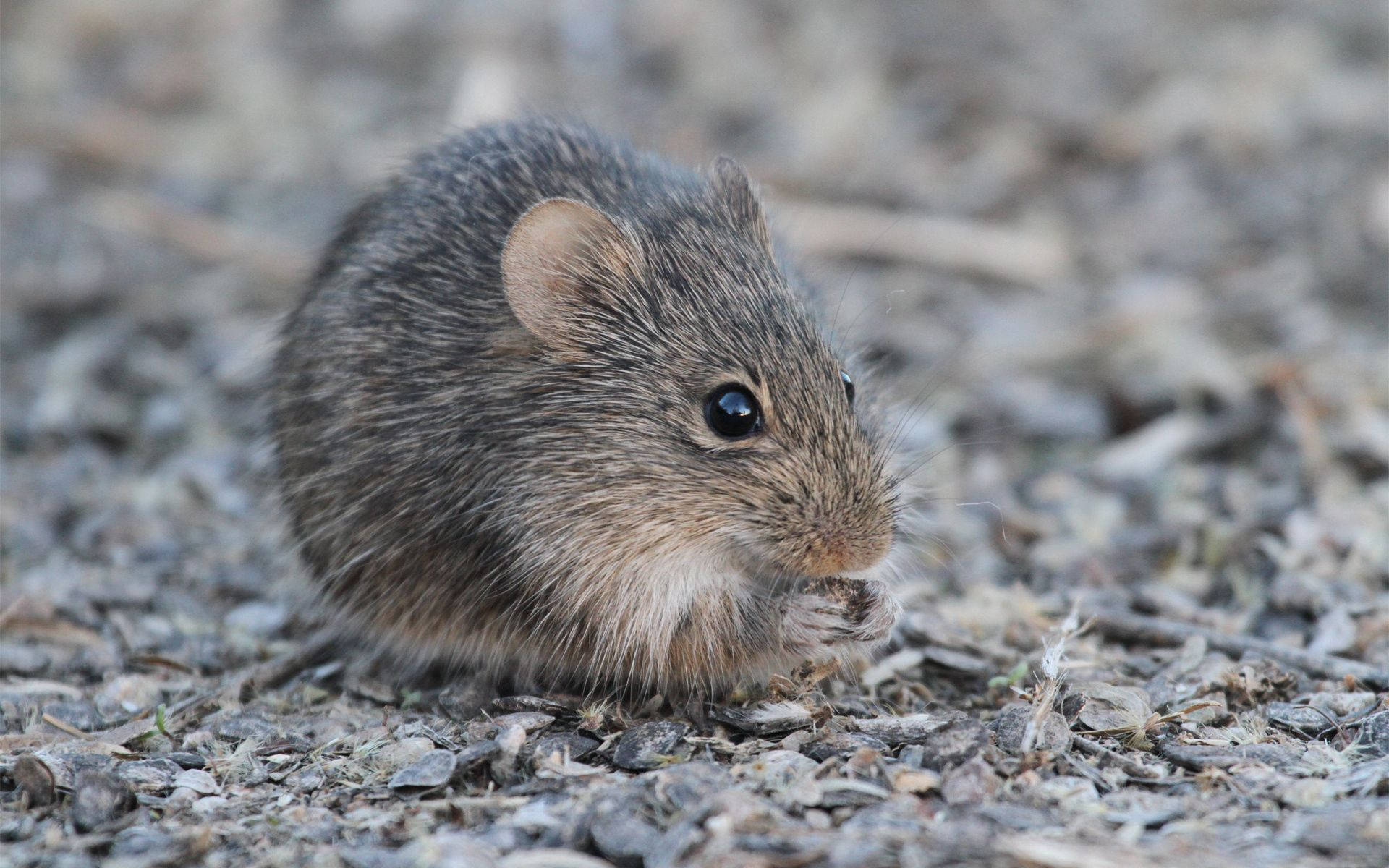 Mouse 桌布 壁紙 — 一隻深色眼睛的小棕色老鼠在乾燥的礫石和樹枝間啃食種子。
