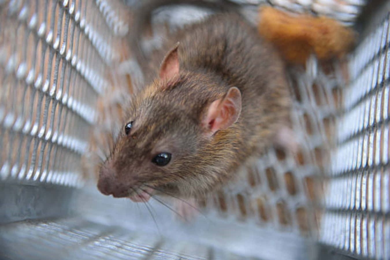 Rat 桌布 壁紙 — 一隻深色眼睛的棕色老鼠透過金屬籠子的欄杆窺視的特寫。