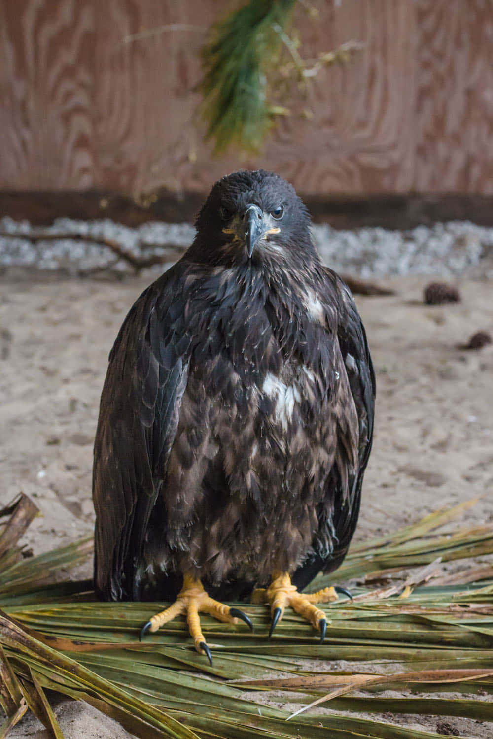 Young Eagle 桌布 壁紙 — 一隻深色羽毛的鷹，黃色爪子警覺地棲息在乾燥的棕櫚葉上，背景為木質。