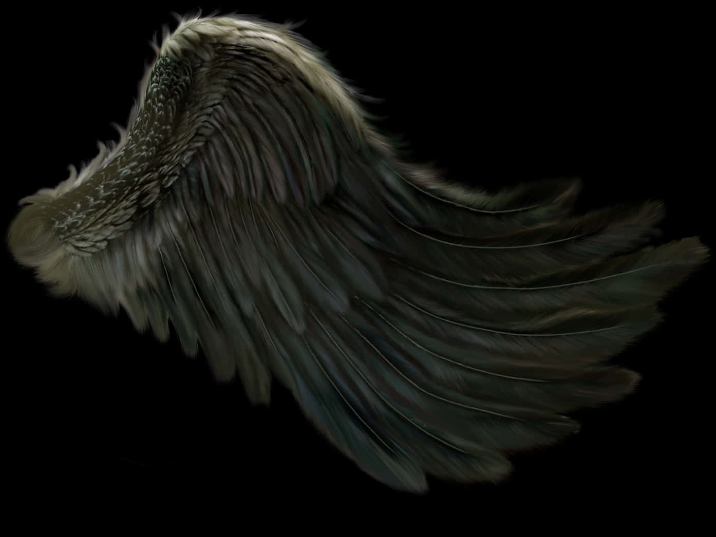 Feather 桌布 壁紙 — 一隻深色羽毛翅膀在純黑背景上展開，柔和光線突顯其紋理羽毛。