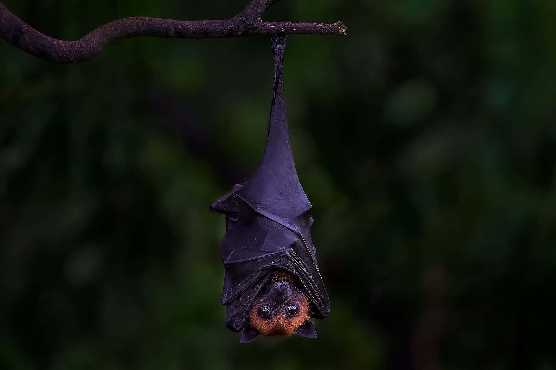 bat 桌布 壁紙 — 一隻深色翅膀、紅褐色面孔的蝙蝠倒掛在昏暗森林的樹枝上的特寫。