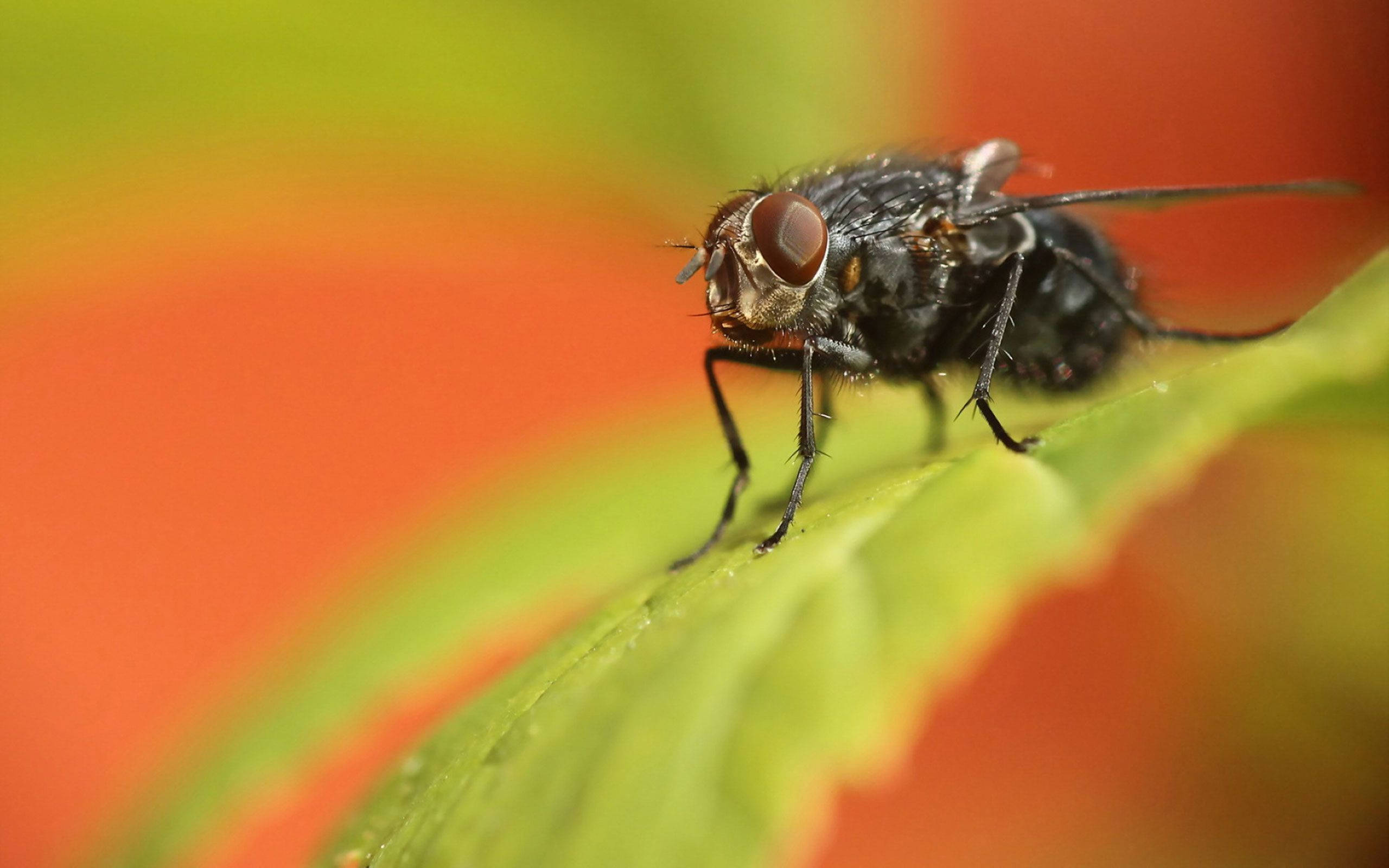 fly 桌布 壁紙 — 一隻深色蒼蠅棲息在鮮綠色葉子上的特寫，背景是模糊的橙色和黃色。