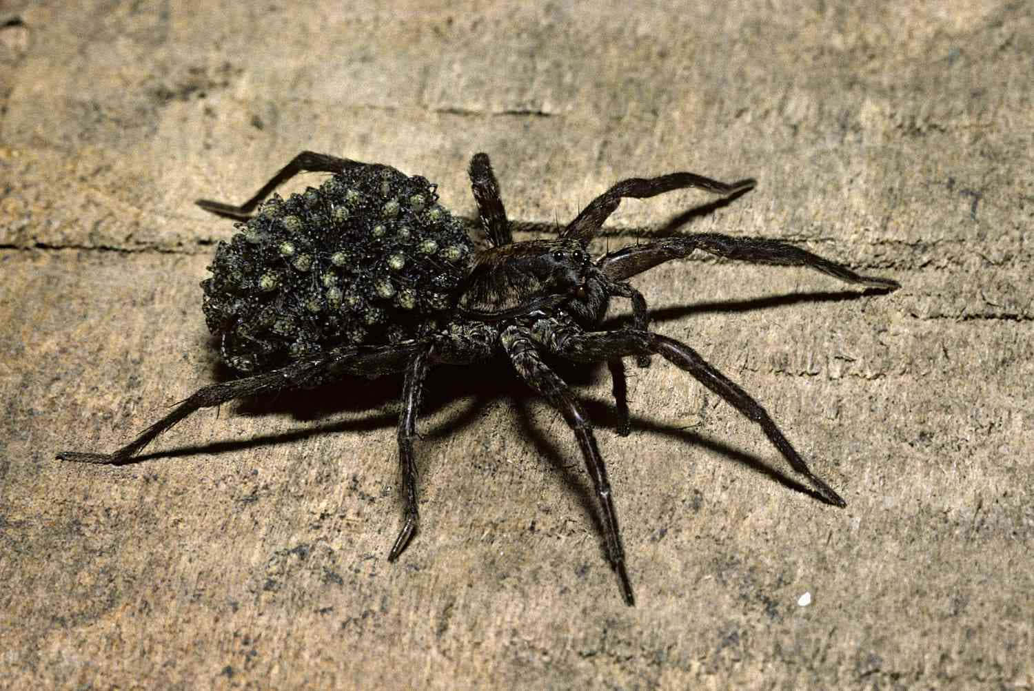 Wolf Spider 桌布 壁紙 — 一隻深色蜘蛛帶著凹凸不平的卵囊，在昏暗光線下緊貼粗糙的木樹皮。