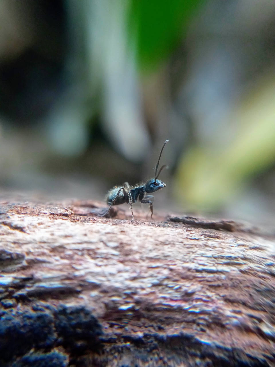 ant 桌布 壁紙 — 一隻深色螞蟻在粗糙紋理的樹皮上爬行的特寫微距鏡頭，背景是模糊的綠色樹葉。