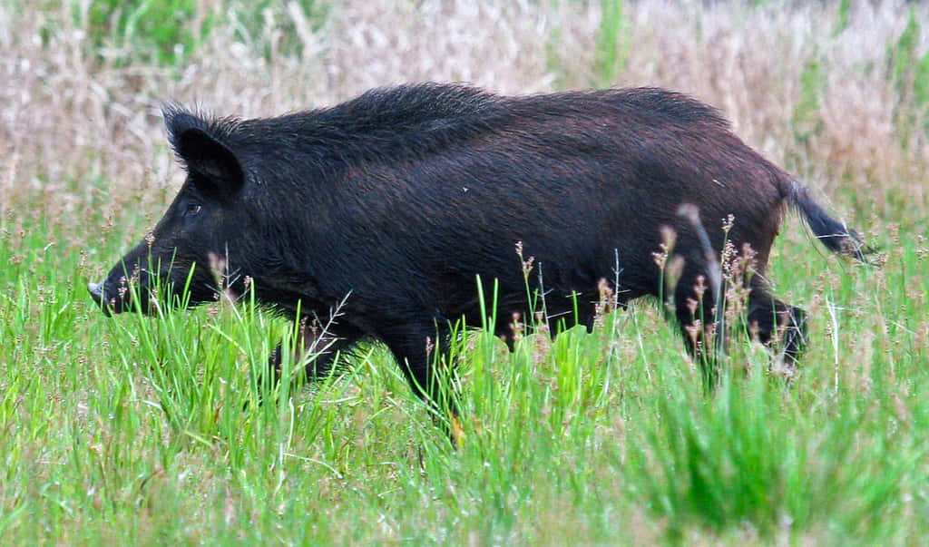 Wild Boar 桌布 壁紙 — 一隻深色野豬在陽光明媚的田野中穿過高高的綠草，背景有乾燥的蘆葦。