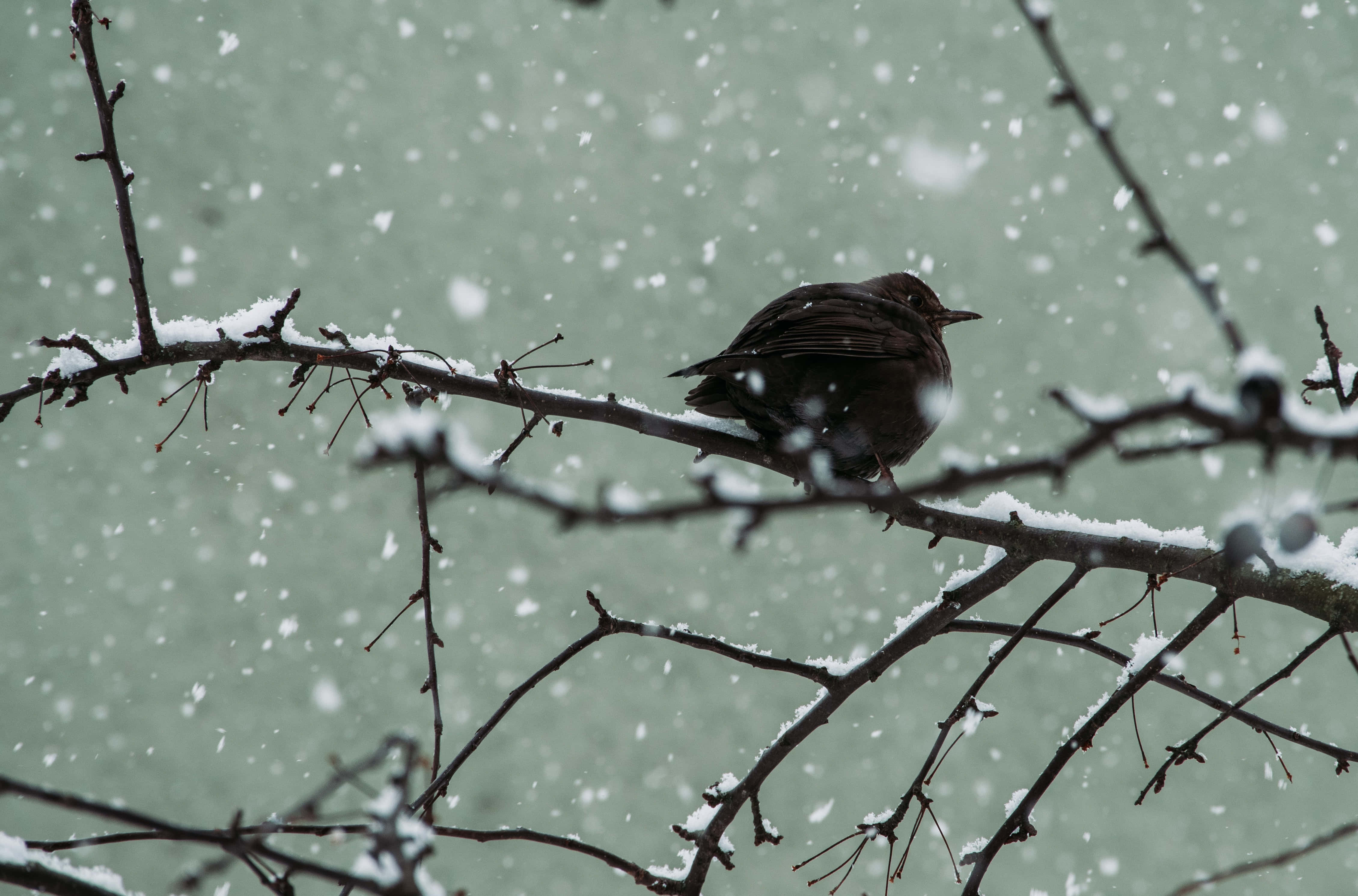 雪 桌布 壁紙 — 一隻深色鳥兒棲息在灑滿雪的樹枝上，溫柔的雪花在暗淡的冬日天空中飄蕩。