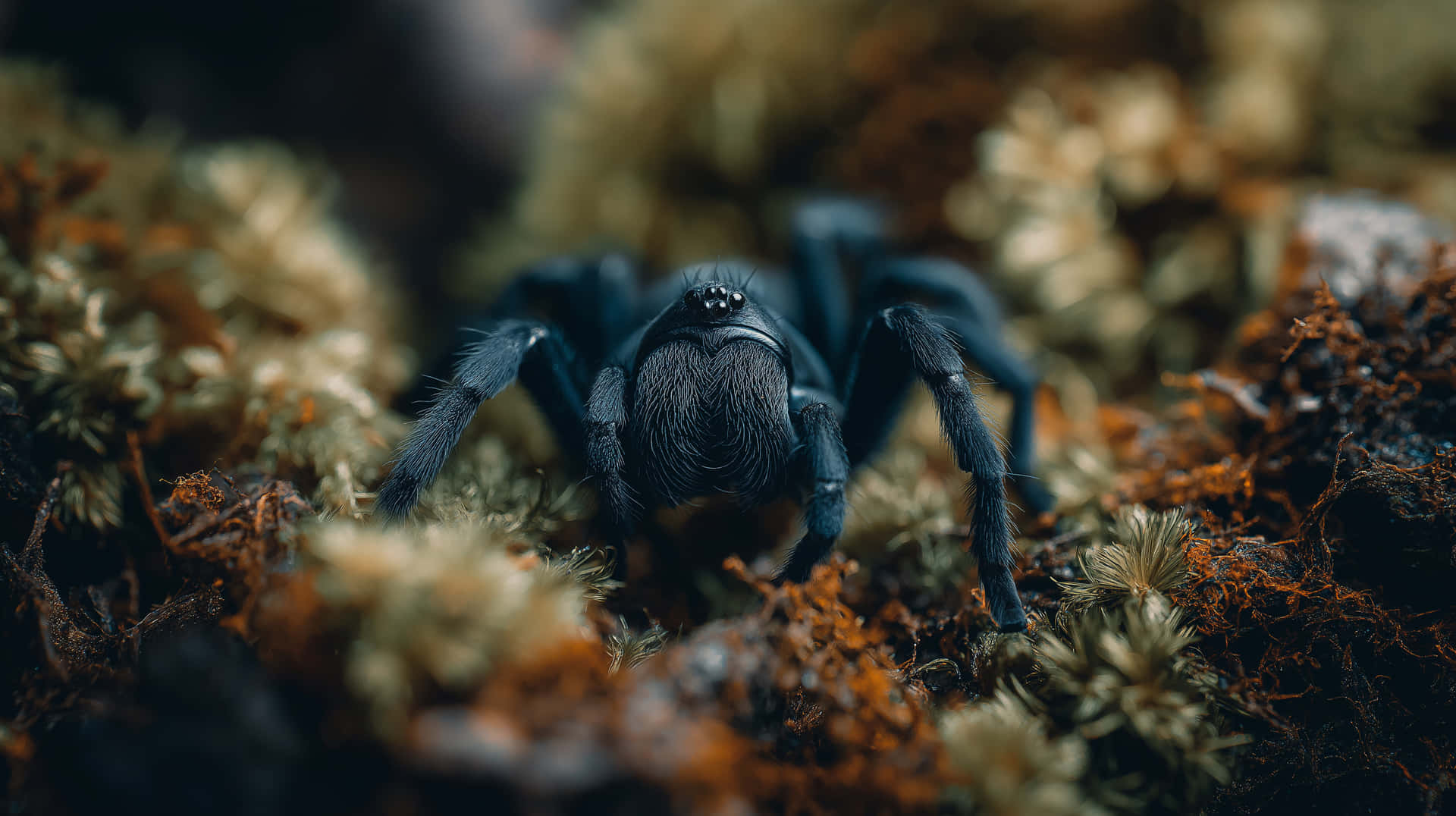 Velvet Spider on Mossy Forest Floor - Intricate Nature Close-up 壁紙 — 一隻深藍色狼蛛在質感豐富的苔蘚和泥土中休息的特寫，景深較淺。