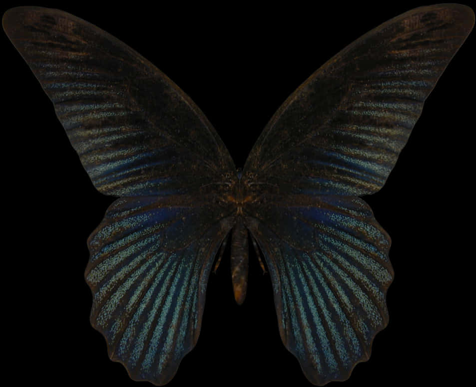 Butterflies 桌布 壁紙 — 一隻深藍色虹彩蝴蝶，帶有複雜的翅膀圖案，位於純黑色背景中央。