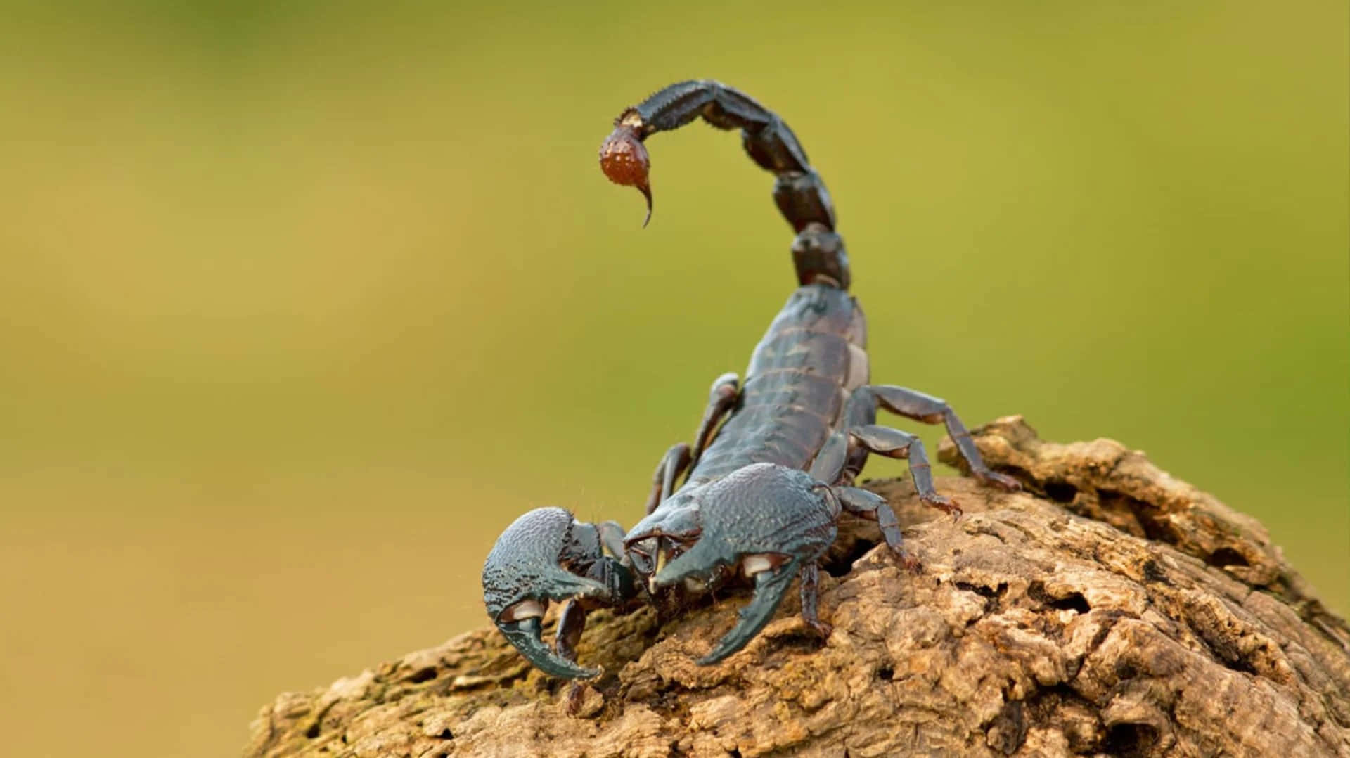 scorpion 桌布 壁紙 — 一隻深藍色蠍子棲息在粗糙的樹樁上，尾巴高高彎曲，背景是柔和的綠色和黃色模糊效果。