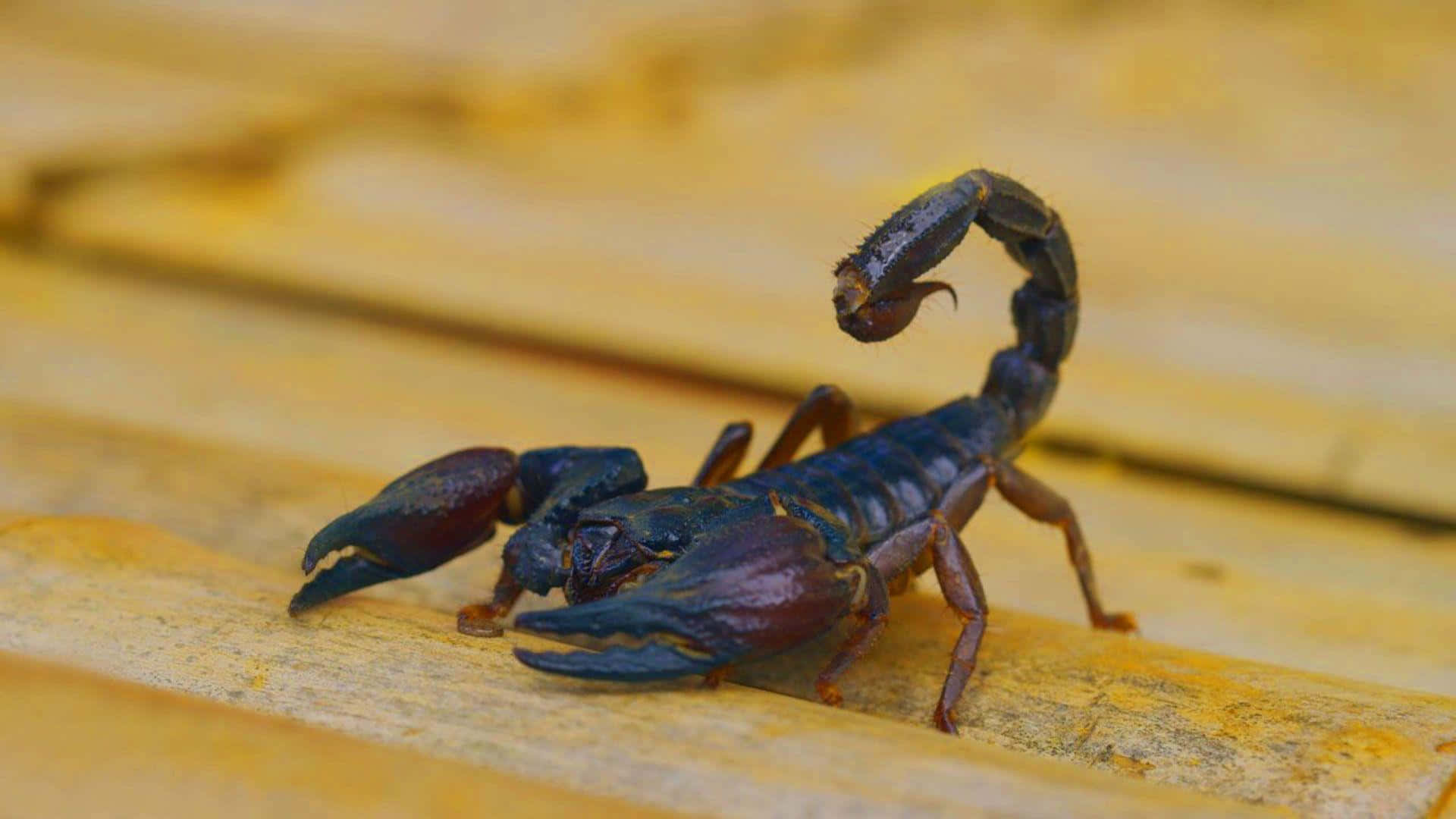 Scorpio 桌布 壁紙 — 一隻深藍色蠍子翹起尾巴，棲息在經風化的木板上，柔和自然光下。