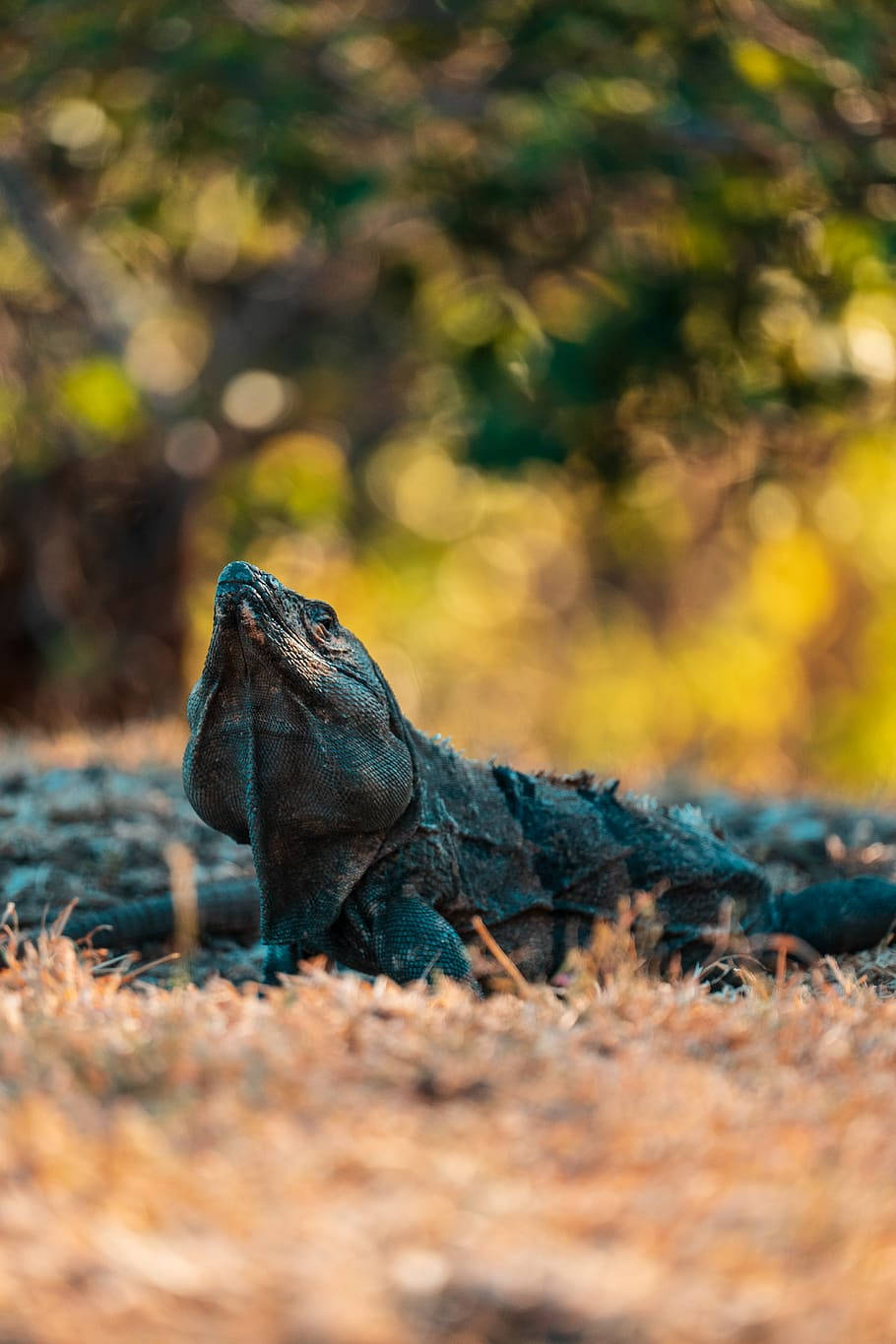 reptile 桌布 壁紙 — 一隻深藍色鬣蜥在乾草上休息，背景有陽光照射的綠色樹葉模糊不清。