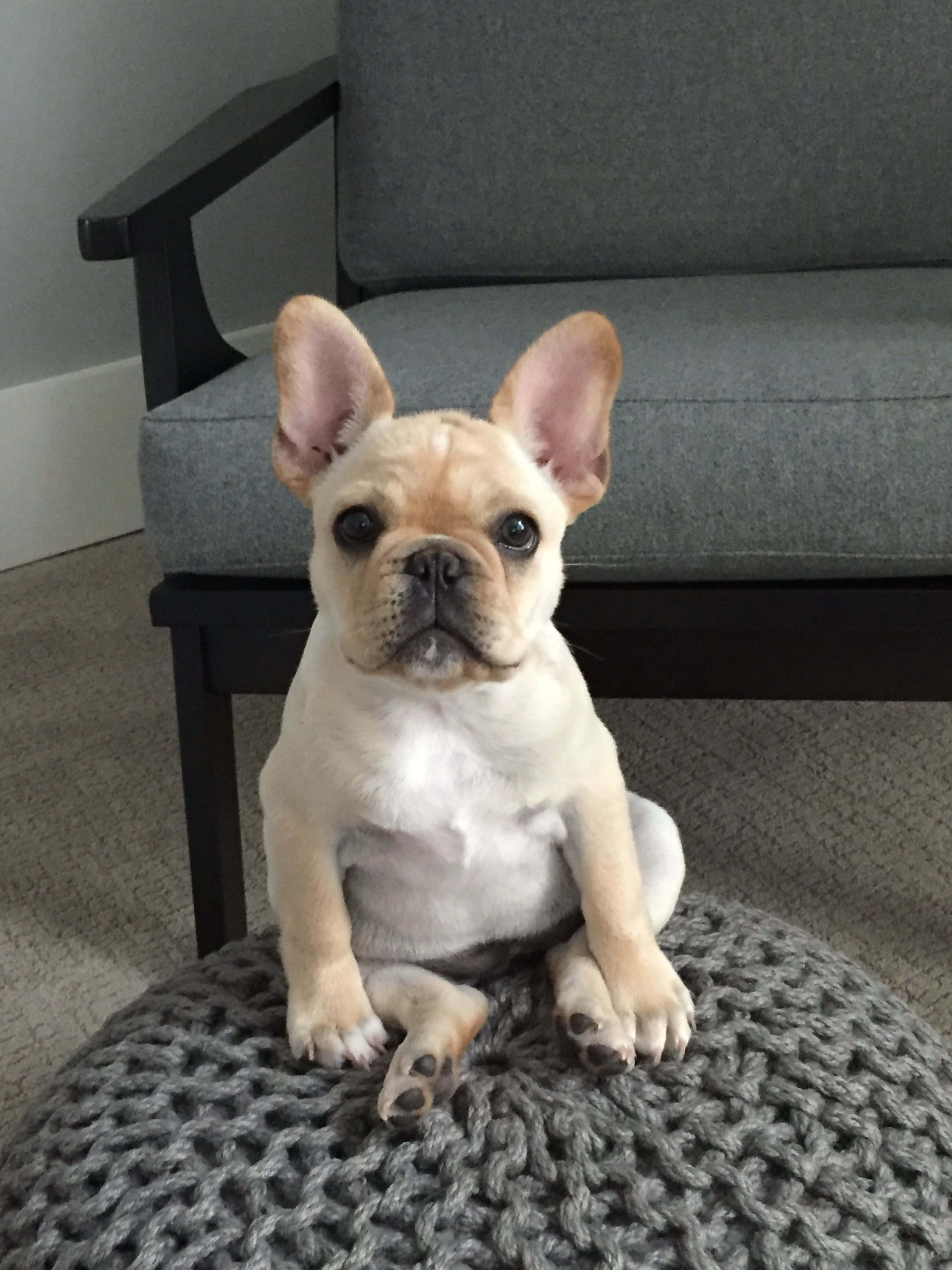 Bulldog 桌布 壁紙 — 一隻淺奶油色法國鬥牛犬幼犬專注地坐在灰色針織軟凳上，前面是一張現代灰色扶手椅。