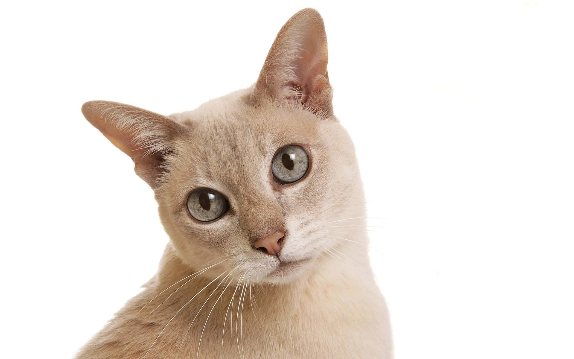 Tonkinese 桌布 壁紙 — 一隻淺奶油色貓咪的特寫，擁有引人注目的灰色眼睛，在純白色背景下直視鏡頭。