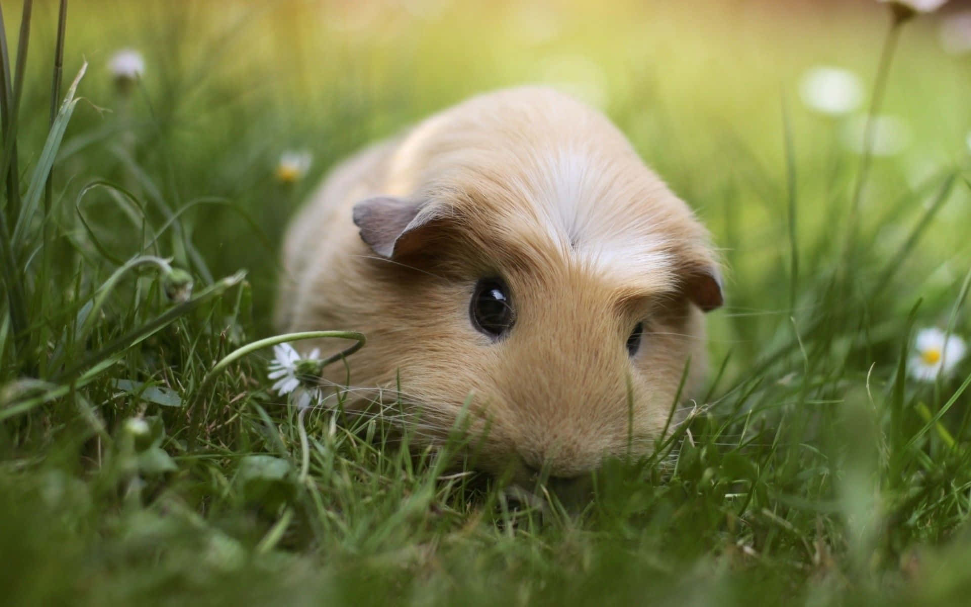 Cute Guinea Pig 桌布 壁紙 — 一隻淺棕色、帶有白色條紋的天竺鼠，從點綴著小白雛菊的茂密綠草中好奇地探出頭來。