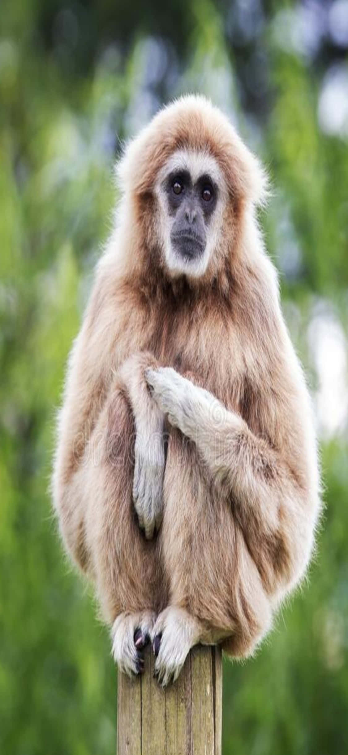 動物 桌布 壁紙 — 一隻淺棕色、臉部深色的長臂猿，在模糊的綠色森林背景下，平靜地坐在木柱上。