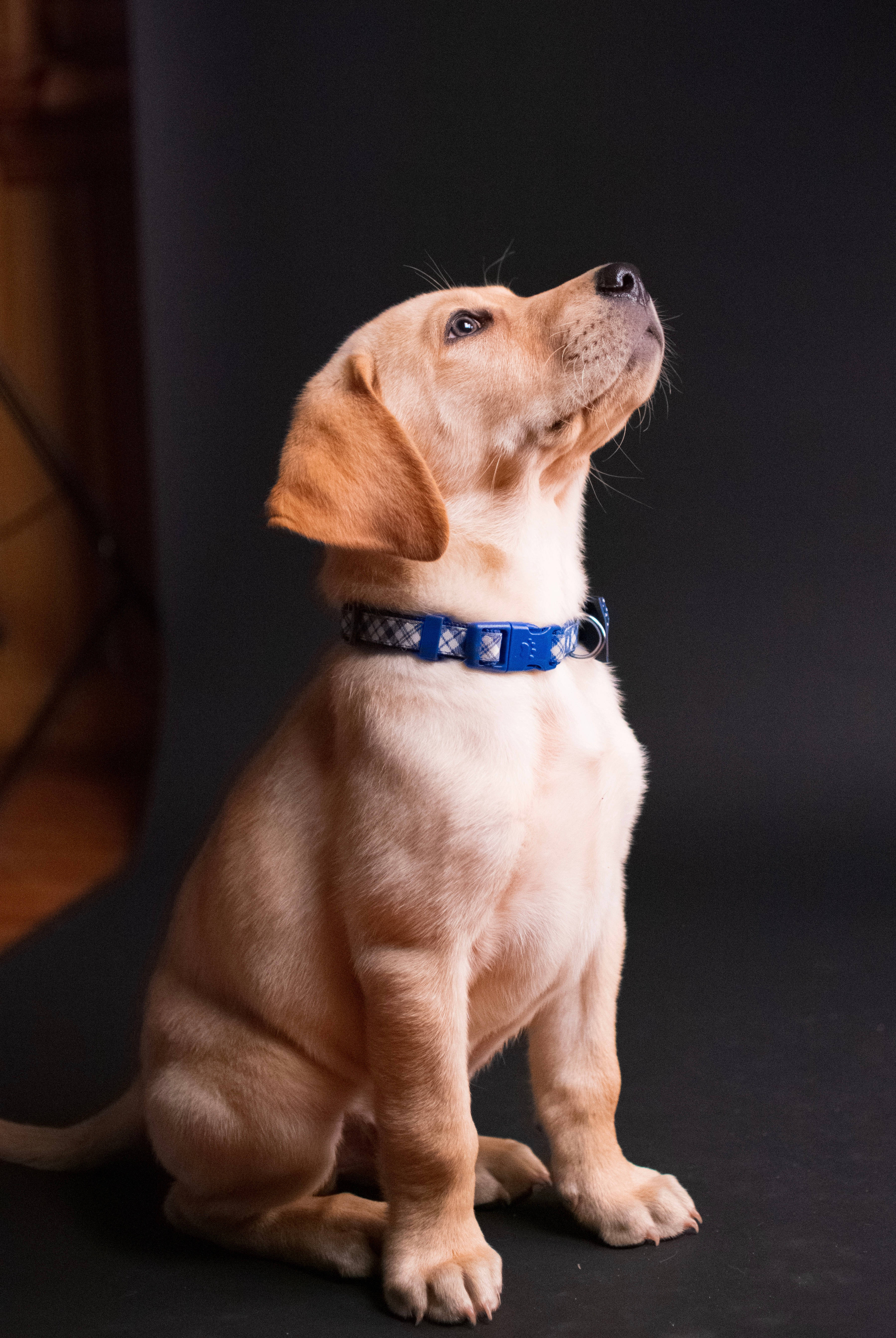 Labrador 桌布 壁紙 — 一隻淺棕色小狗戴著藍色圖案項圈，在黑暗背景下專注地坐著，用充滿希望的眼睛向上凝視。