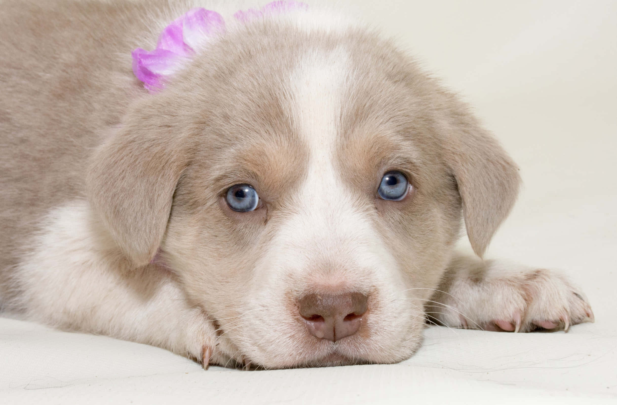 Puppies 桌布 壁紙 — 一隻淺棕色小狗的特寫，擁有引人注目的藍色眼睛，頭上戴著一朵粉紅色的花，躺在白色表面上休息。