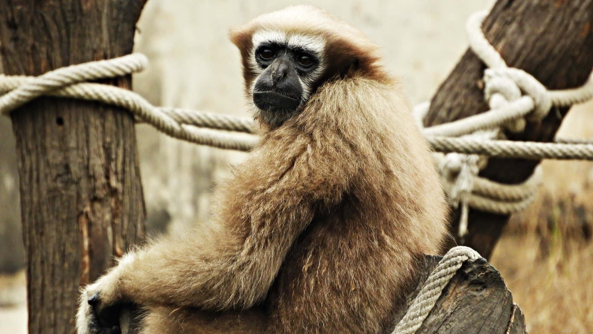 1080p Gibbon 桌布 壁紙 — 一隻淺棕色毛髮、深色面孔的長臂猿，平靜地坐在一個自然風格圍欄內被繩索纏繞的木柱上。