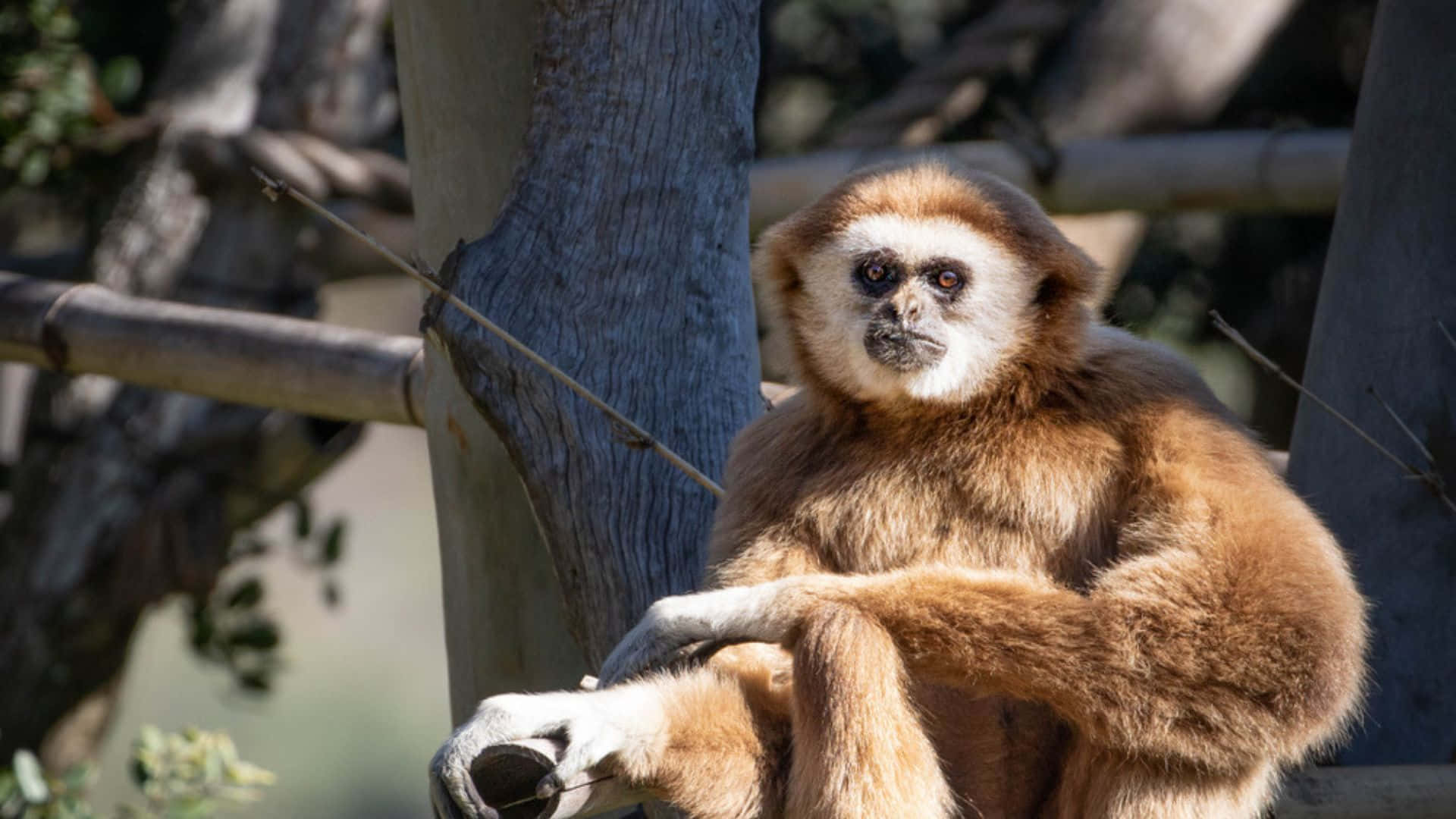 1920x1080 Gibbon 桌布 壁紙 — 一隻淺棕色毛髮、白色臉龐的長臂猿，在陽光明媚的圍欄中靜靜地坐在樹枝上的特寫。
