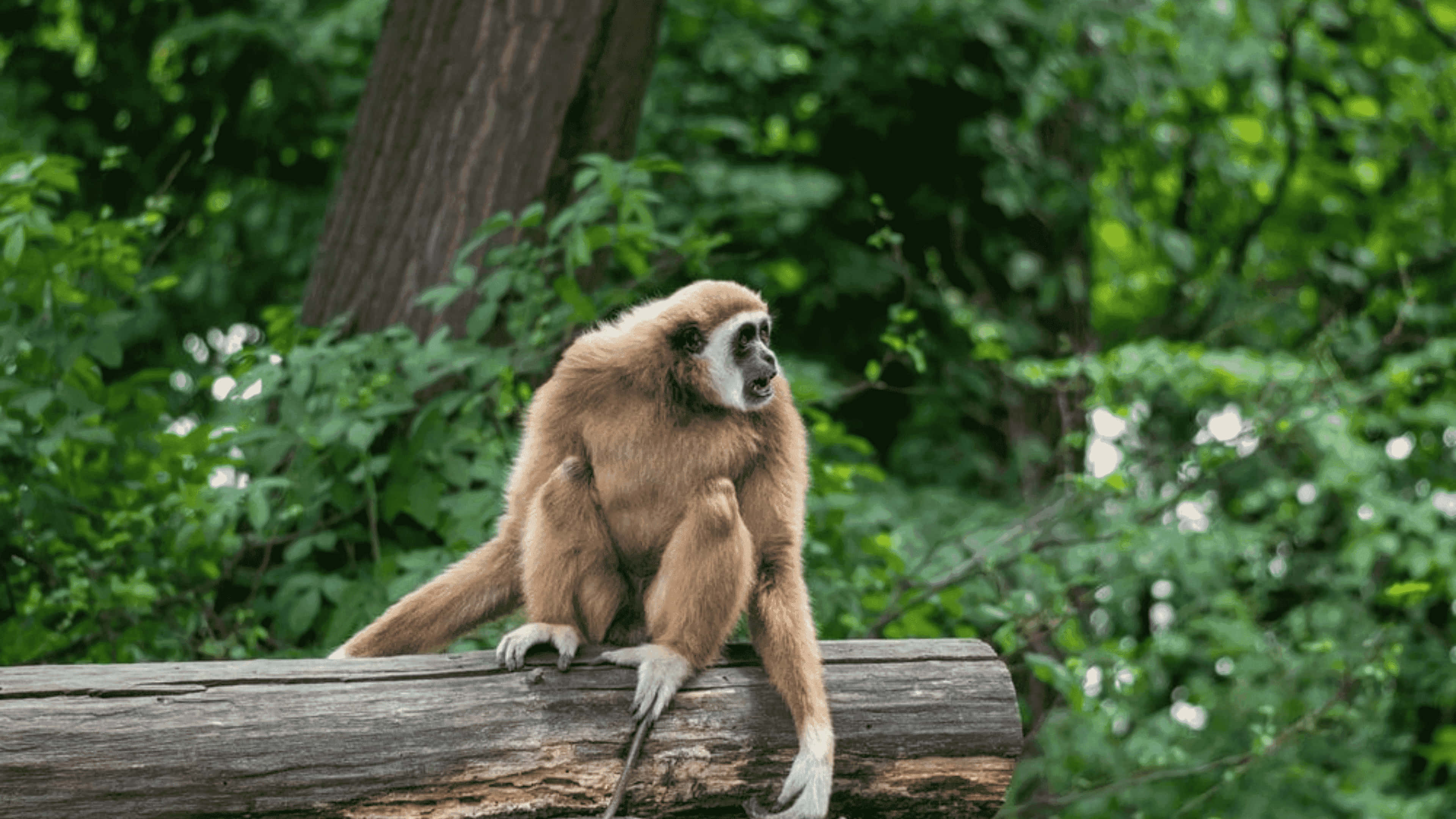 動物 桌布 壁紙 — 一隻淺棕色毛髮、白色臉龐的長臂猿平靜地坐在一條風化的木頭上，四周環繞著茂密的綠色樹葉。