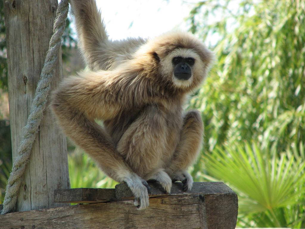 Gibbon 桌布 壁紙 — 一隻淺棕色毛髮的長臂猿棲息在木樑上，一隻手臂舉起，背景是茂密的綠色樹葉。