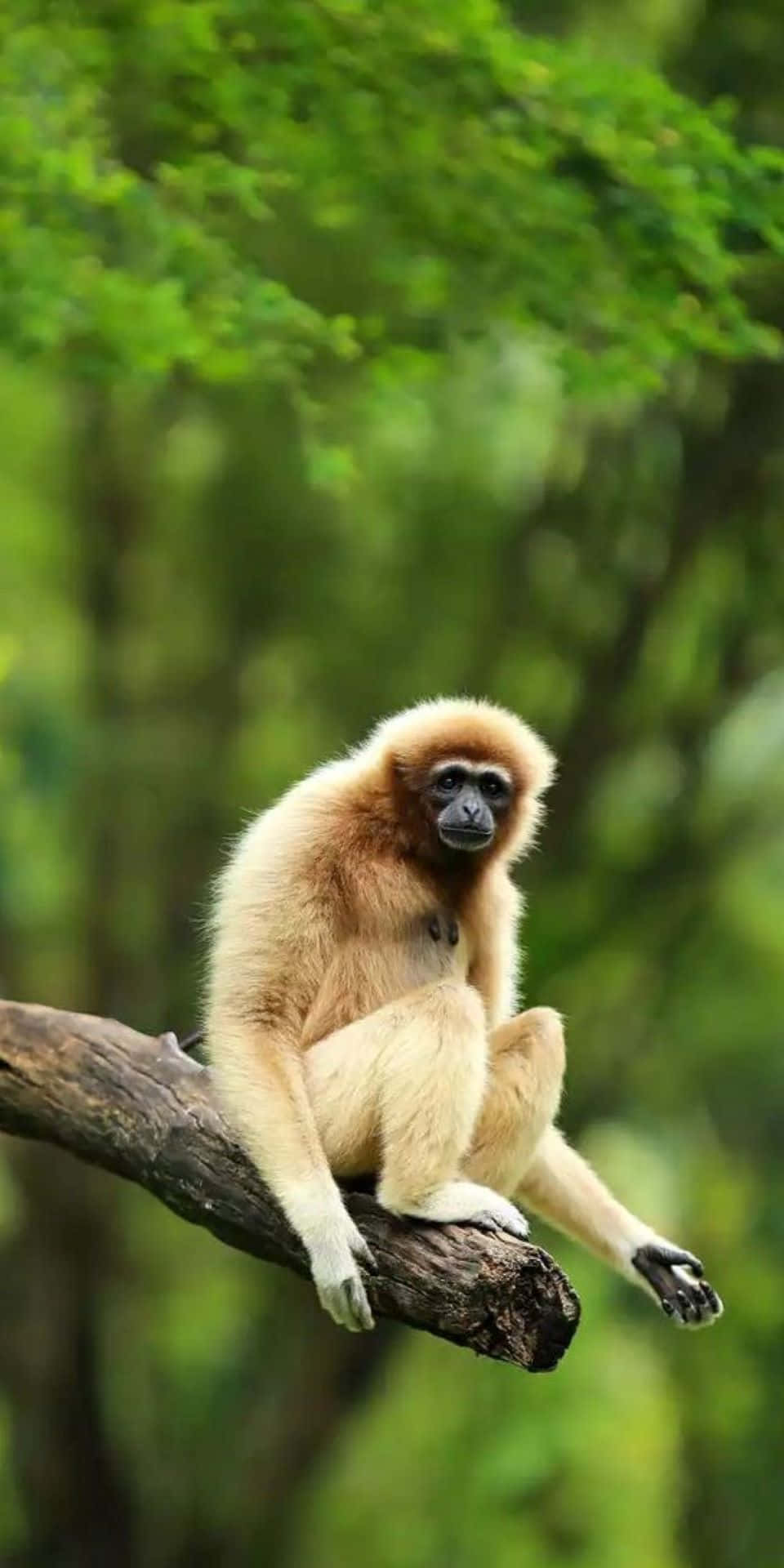 Ape 桌布 壁紙 — 一隻淺棕色毛髮的長臂猿靜靜地坐在被茂密綠葉環繞的深色樹枝上。