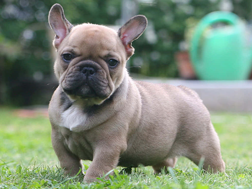 Bulldog 桌布 壁紙 — 一隻淺棕色法國鬥牛犬幼犬，大耳朵，臉上有皺紋，警覺地站在陽光花園的綠色草地上。