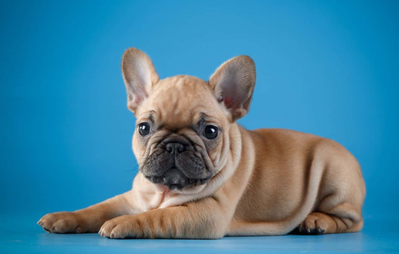 Bulldog 桌布 壁紙 — 一隻淺棕色法國鬥牛犬幼犬躺在充滿活力的藍色攝影棚地板上，用大大的黑色眼睛直視鏡頭。