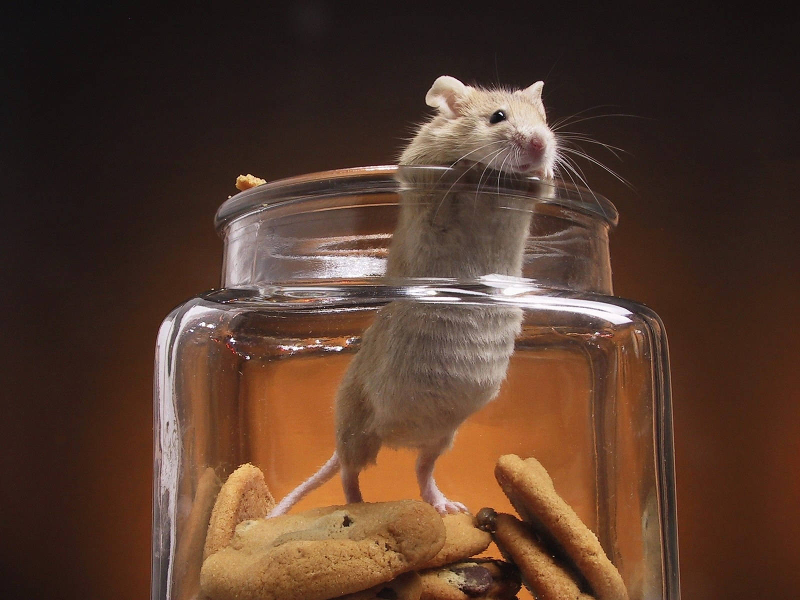 Mouse 桌布 壁紙 — 一隻淺棕色的小老鼠在一個深色溫暖背景的玻璃罐內，直立於破碎的餅乾上。