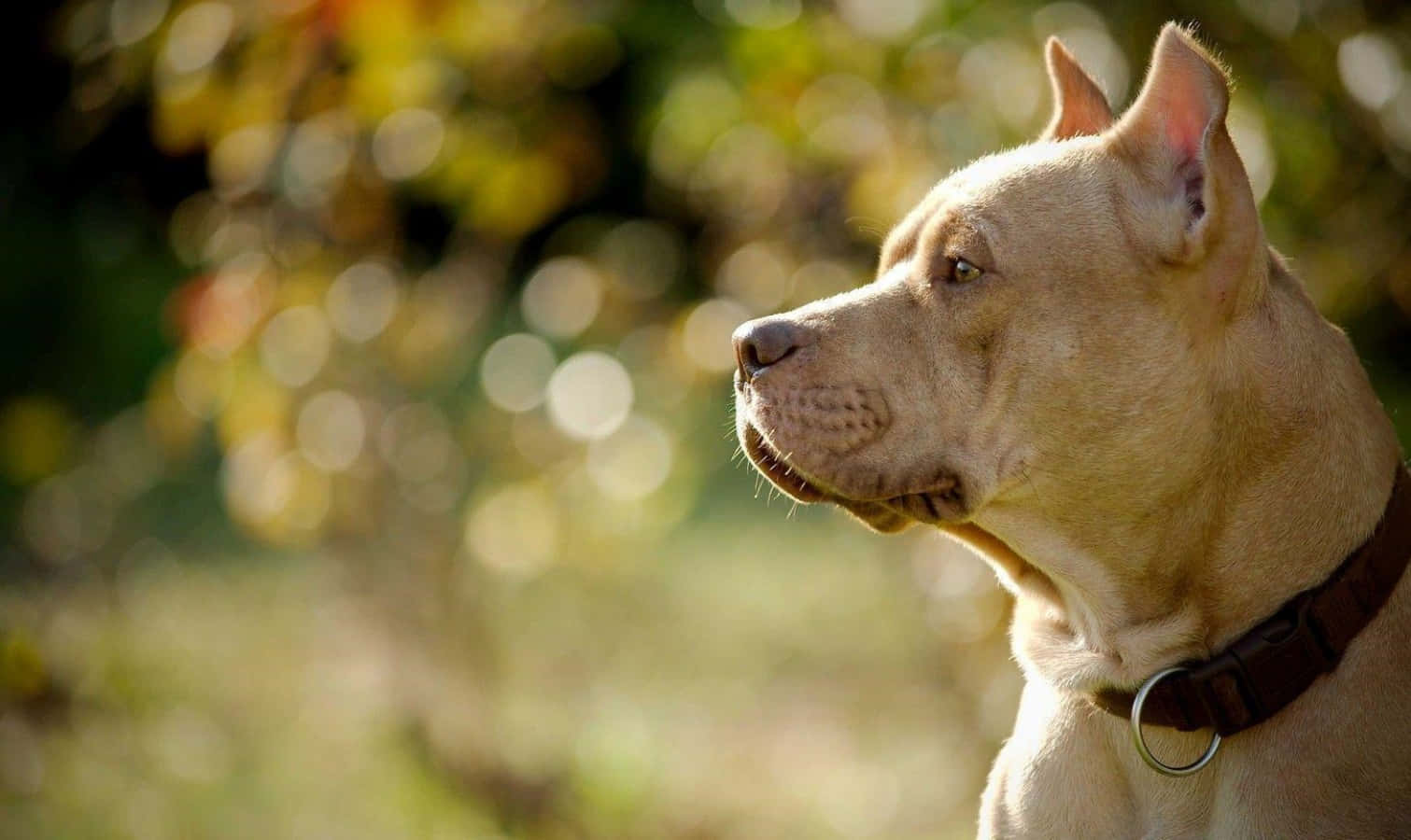 Pitbull 桌布 壁紙 — 一隻淺棕色的比特鬥牛梗在陽光普照的秋日散景背景下若有所思地凝視遠方。