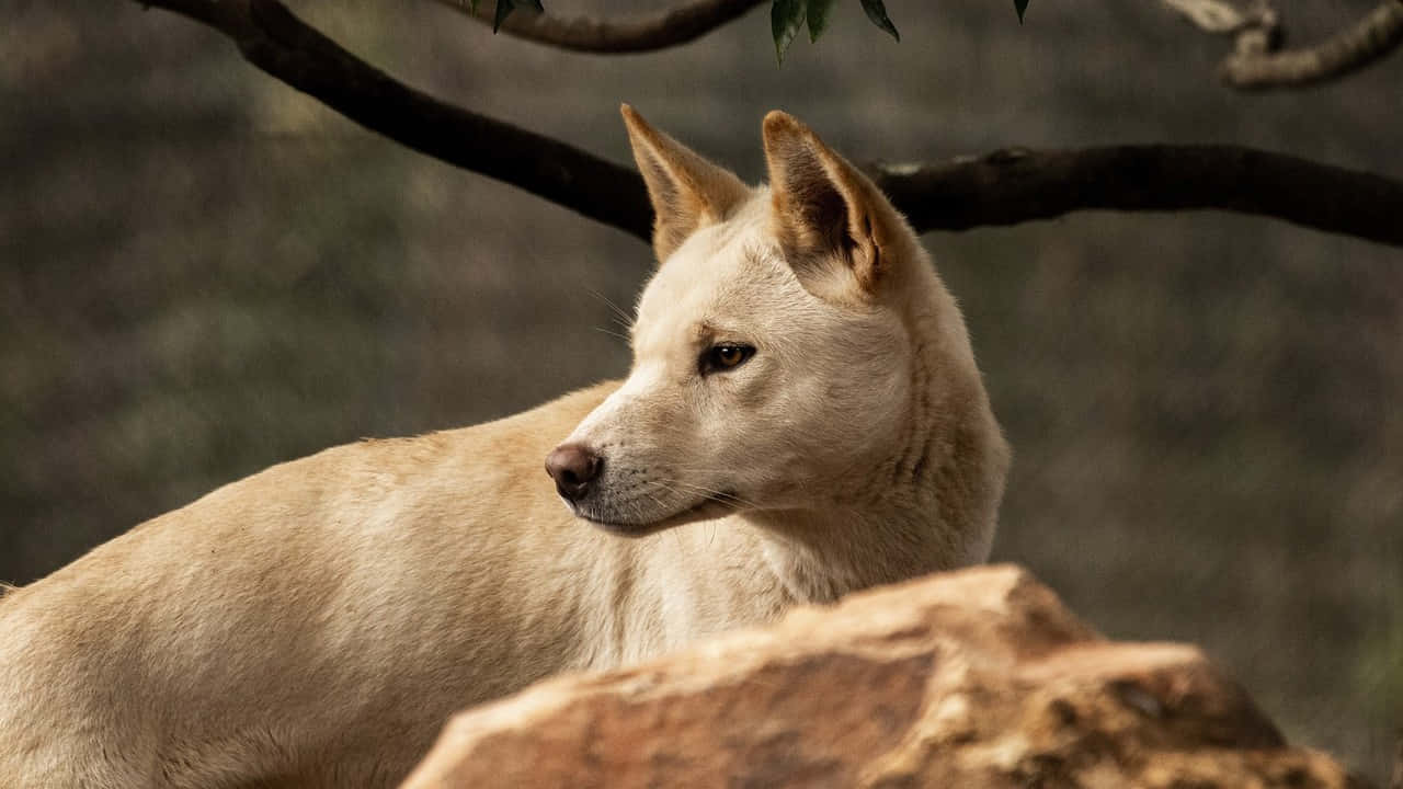 動物 桌布 壁紙 — 一隻淺棕色的澳洲野狗在自然戶外環境中，警覺地棲息在樹枝下的一塊陽光普照的岩石上。