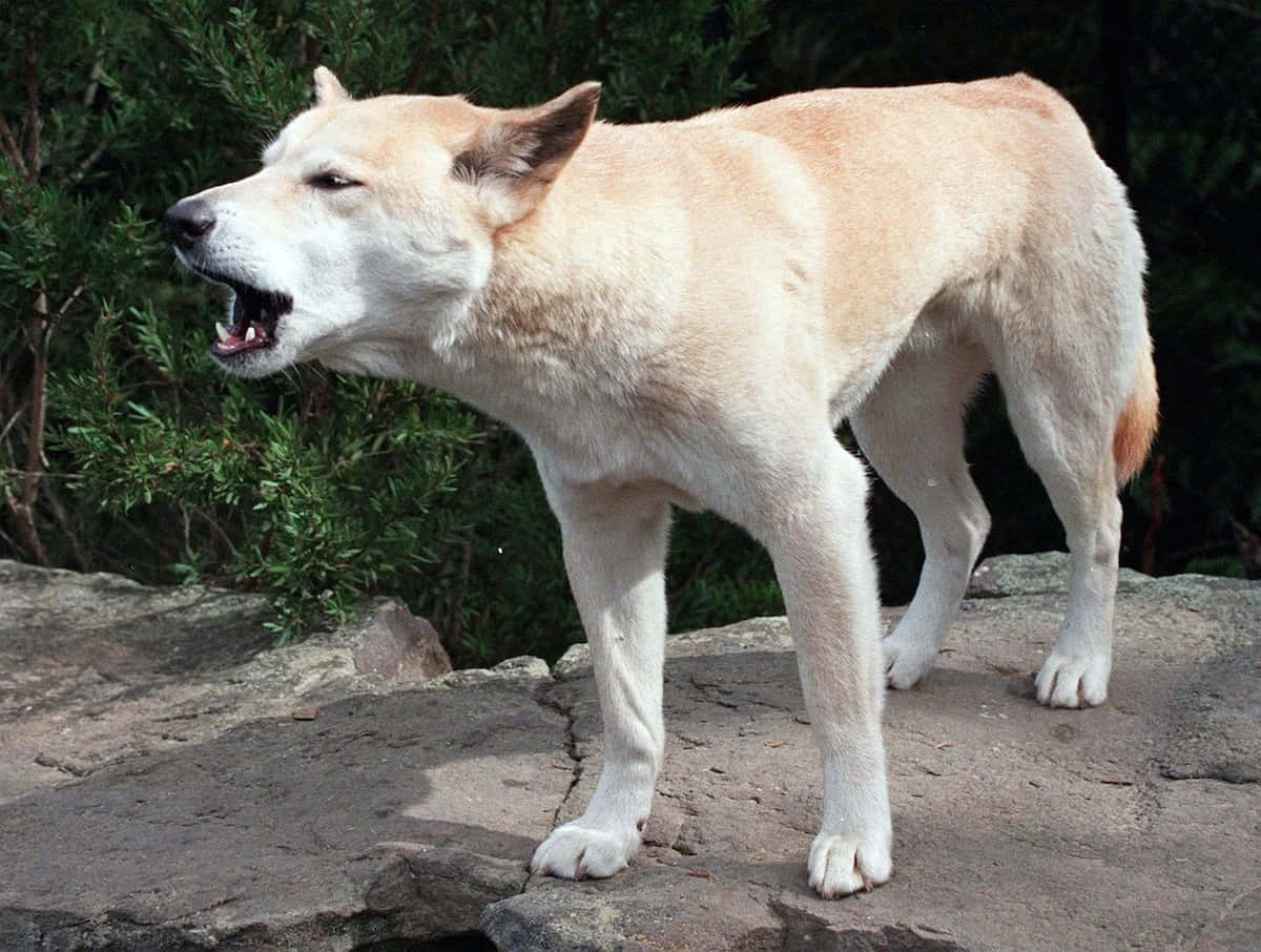 動物 桌布 壁紙 — 一隻淺棕色的狗警覺地站在岩石表面上，張開嘴巴吠叫，背景是綠色樹葉。