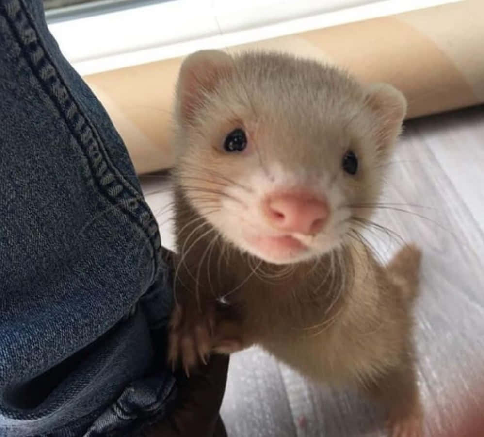 Cute Ferret 桌布 壁紙 — 一隻淺棕色的雪貂，有深色眼睛和粉紅色鼻子，好奇地看著相機，同時在一個人的牛仔褲腿上休息。