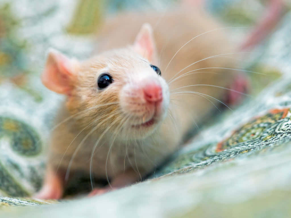 Rat 桌布 壁紙 — 一隻淺棕色老鼠，有大黑眼睛和粉紅色鼻子，從有圖案的布料好奇地探出頭來的特寫。