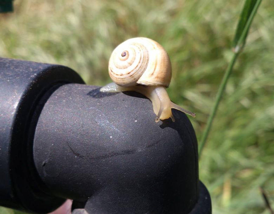 Snail 桌布 壁紙 — 一隻淺棕色蝸牛，帶有螺旋形外殼，在黑色塑膠管上爬行，背景是模糊的綠色草地。