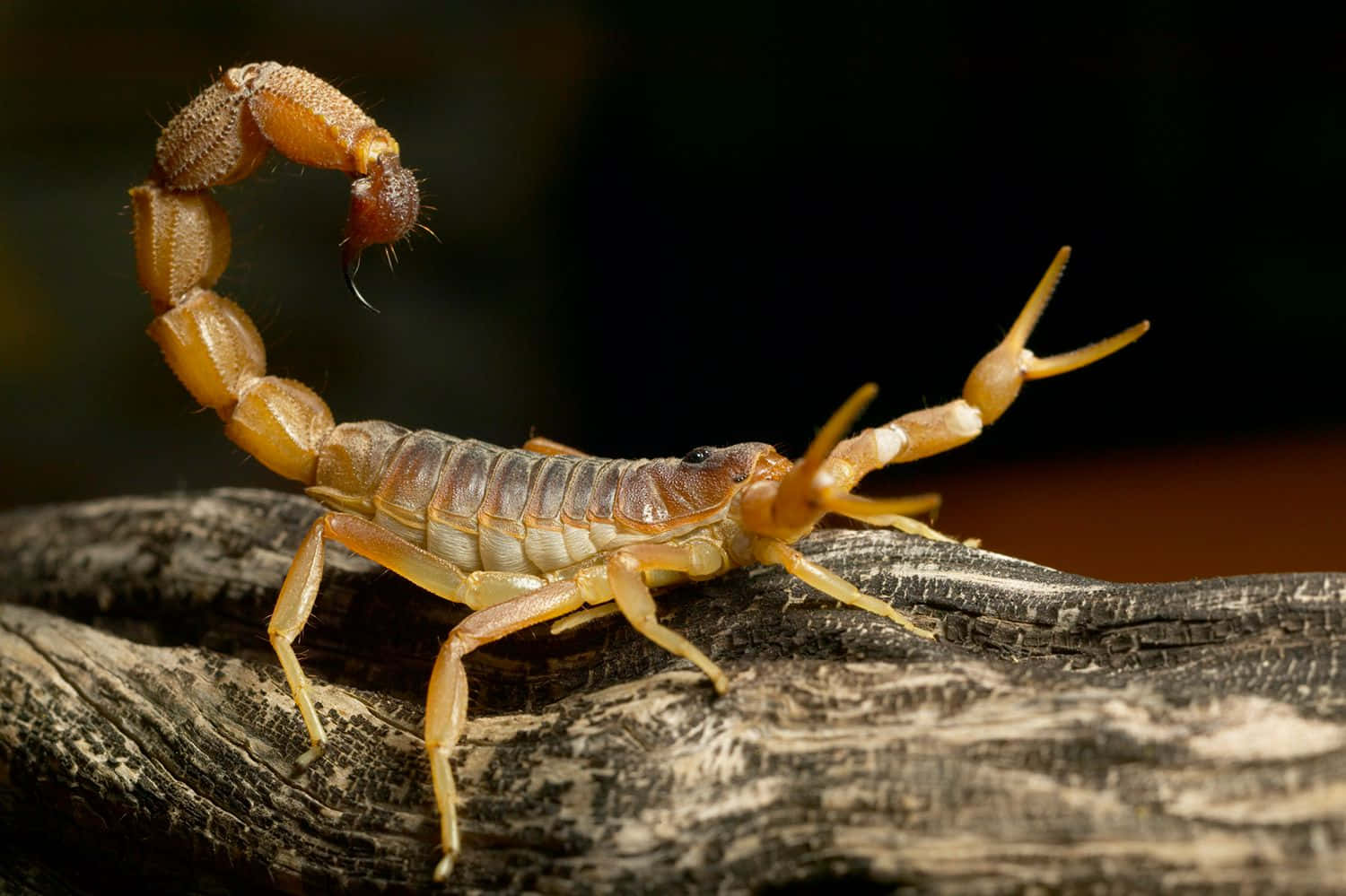 scorpion 桌布 壁紙 — 一隻淺棕色蠍子停在風化木頭上的詳細特寫，背景為深色模糊。