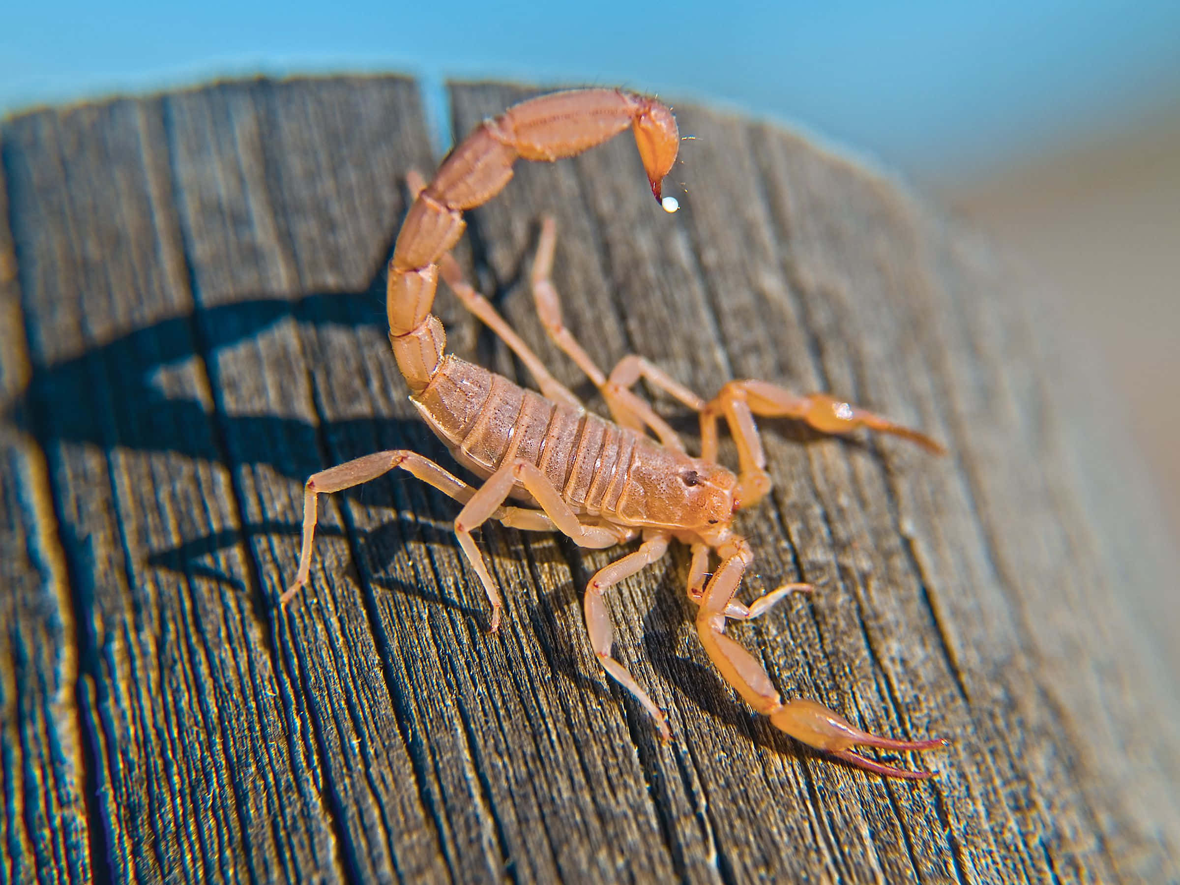 scorpion 桌布 壁紙 — 一隻淺棕色蠍子在明亮陽光下棲息於風化木頭上的詳細特寫。