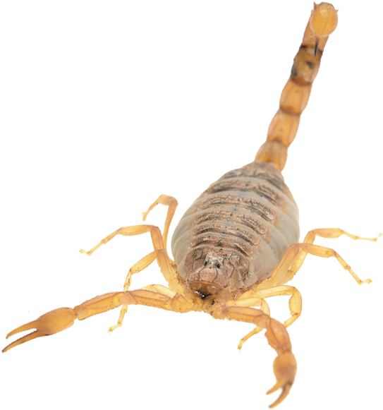 scorpion 桌布 壁紙 — 一隻淺棕色蠍子在純黑色背景上的詳細特寫。
