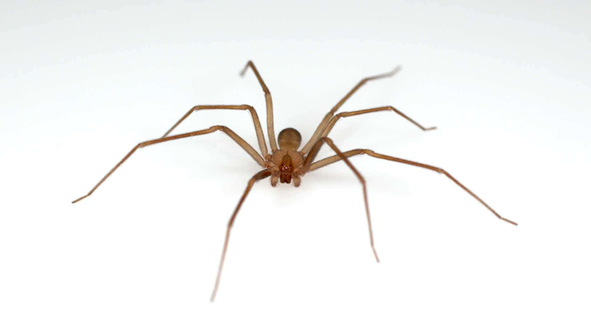 Brown Recluse Spider 桌布 壁紙 — 一隻淺棕色長腿蜘蛛在純白背景上的詳細特寫。