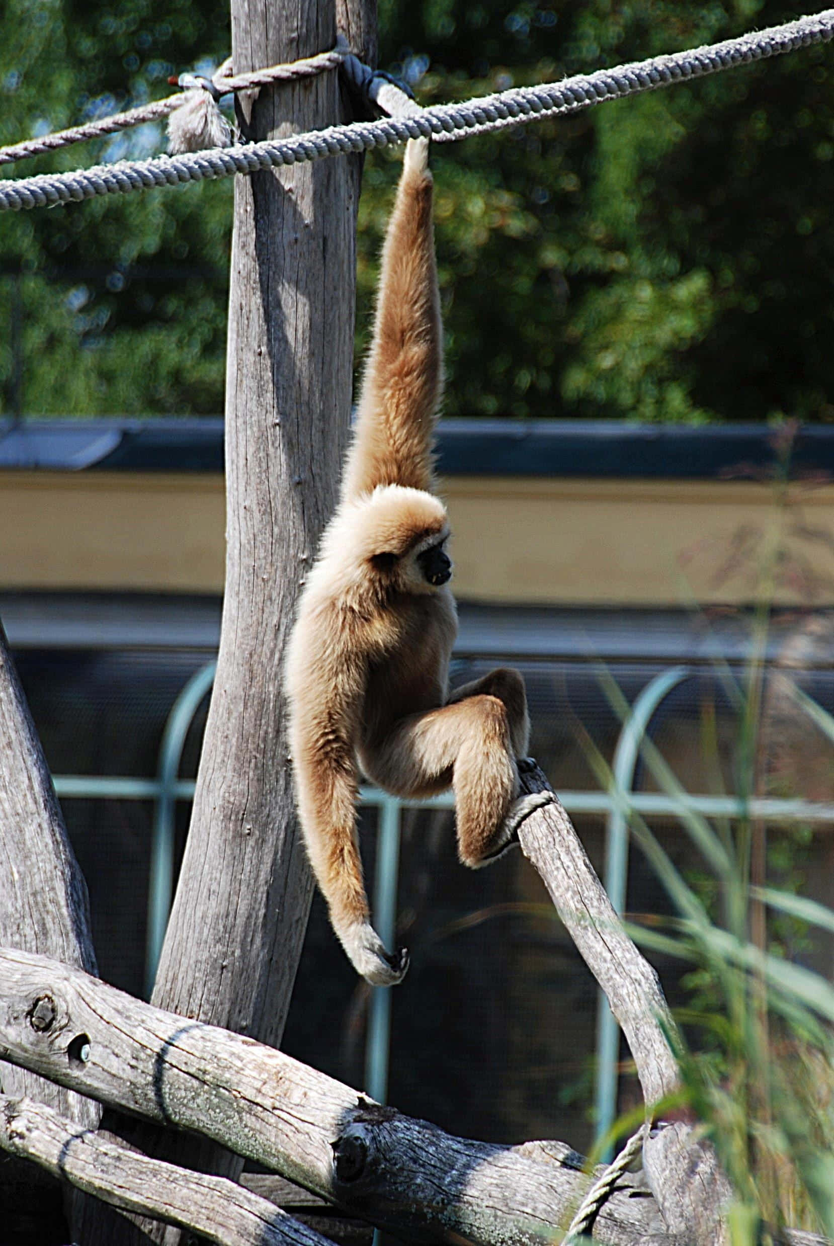 Android Gibbon 桌布 壁紙 — 一隻淺棕色長臂猿優雅地掛在陽光普照的動物園圍欄內的繩子上，周圍環繞著綠色植物。