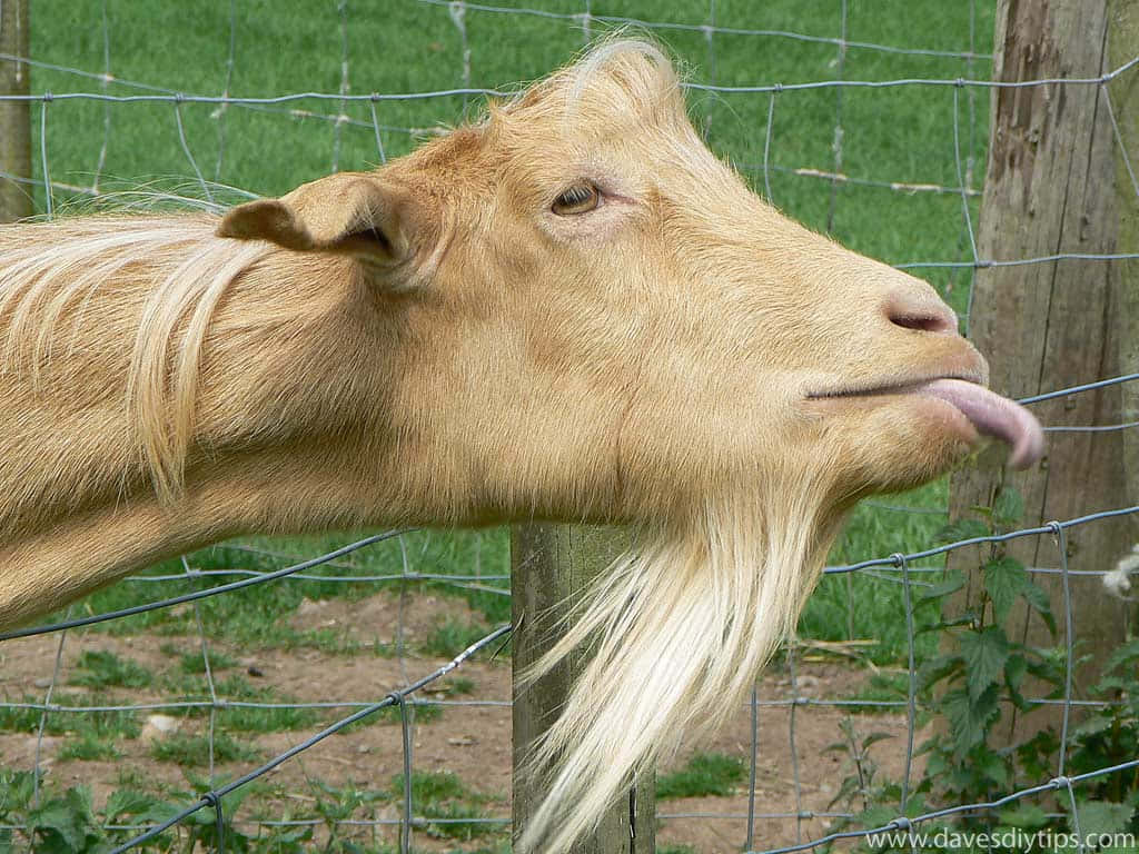 動物 桌布 壁紙 — 一隻淺棕色長鬍鬚山羊在草地的鐵絲網後面舔嘴唇的特寫。