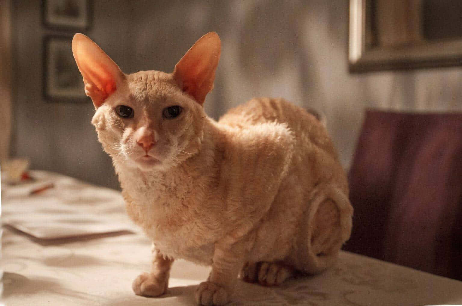 Cornish Rex 桌布 壁紙 — 一隻淺橙色、大耳朵的康沃爾帝王貓警覺地坐在陽光普照的桌子上，處於舒適的室內環境。