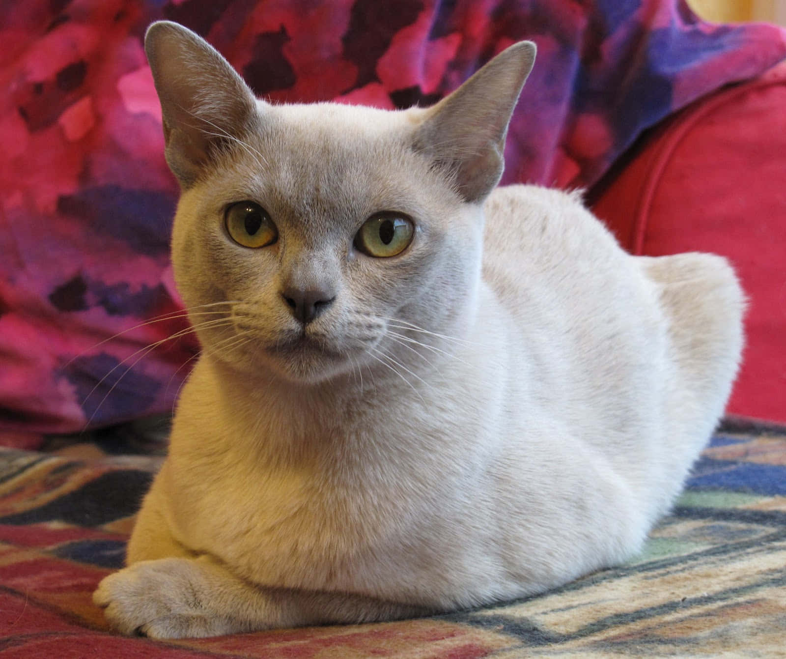 Burmese Cat 桌布 壁紙 — 一隻淺灰色貓咪，擁有引人注目的綠色眼睛，在色彩繽紛的圖案毯子上高貴地躺著，背景是鮮豔的紅色和紫色。