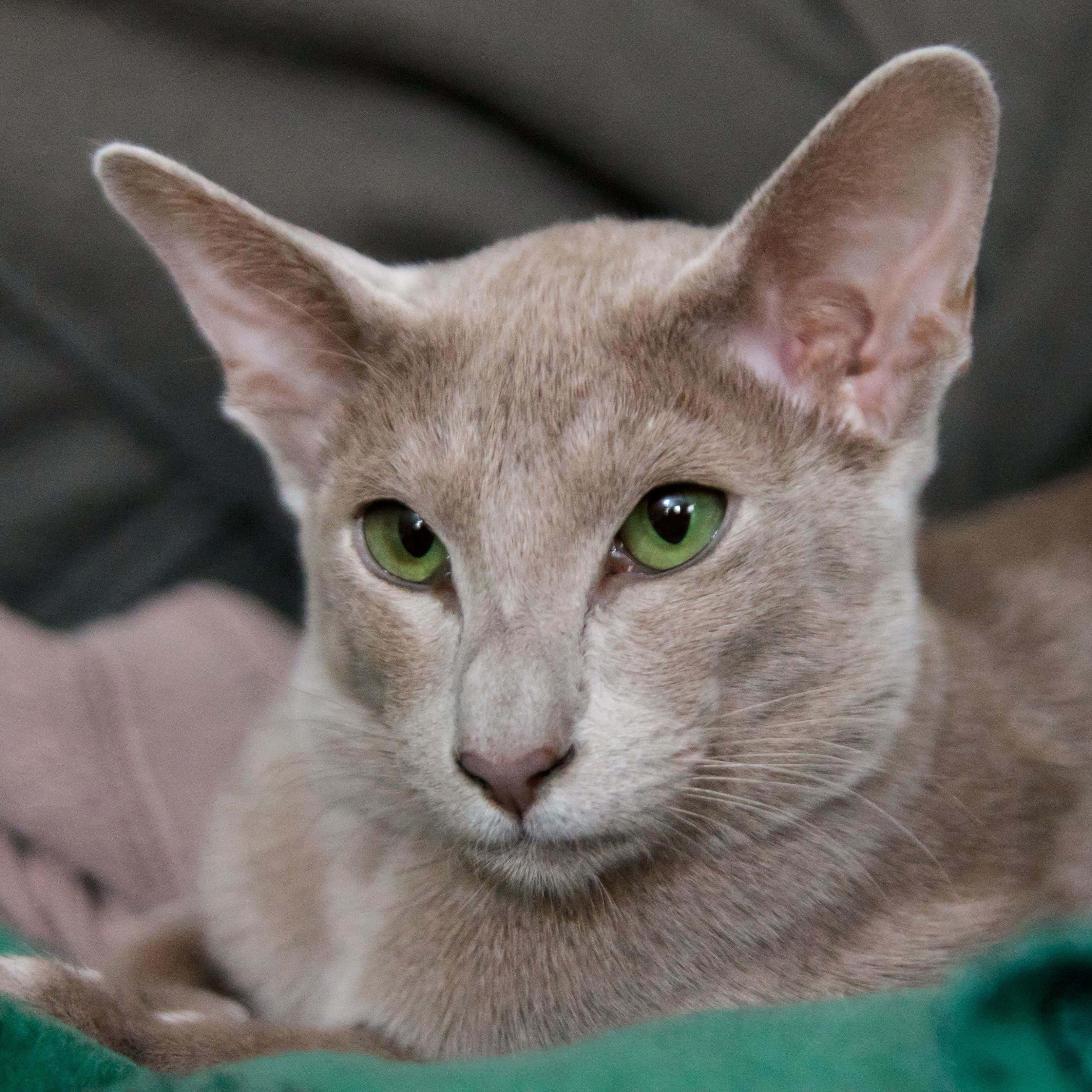 Oriental Shorthair 桌布 壁紙 — 一隻淺灰色貓咪的特寫，擁有引人注目的綠色眼睛，直視鏡頭。