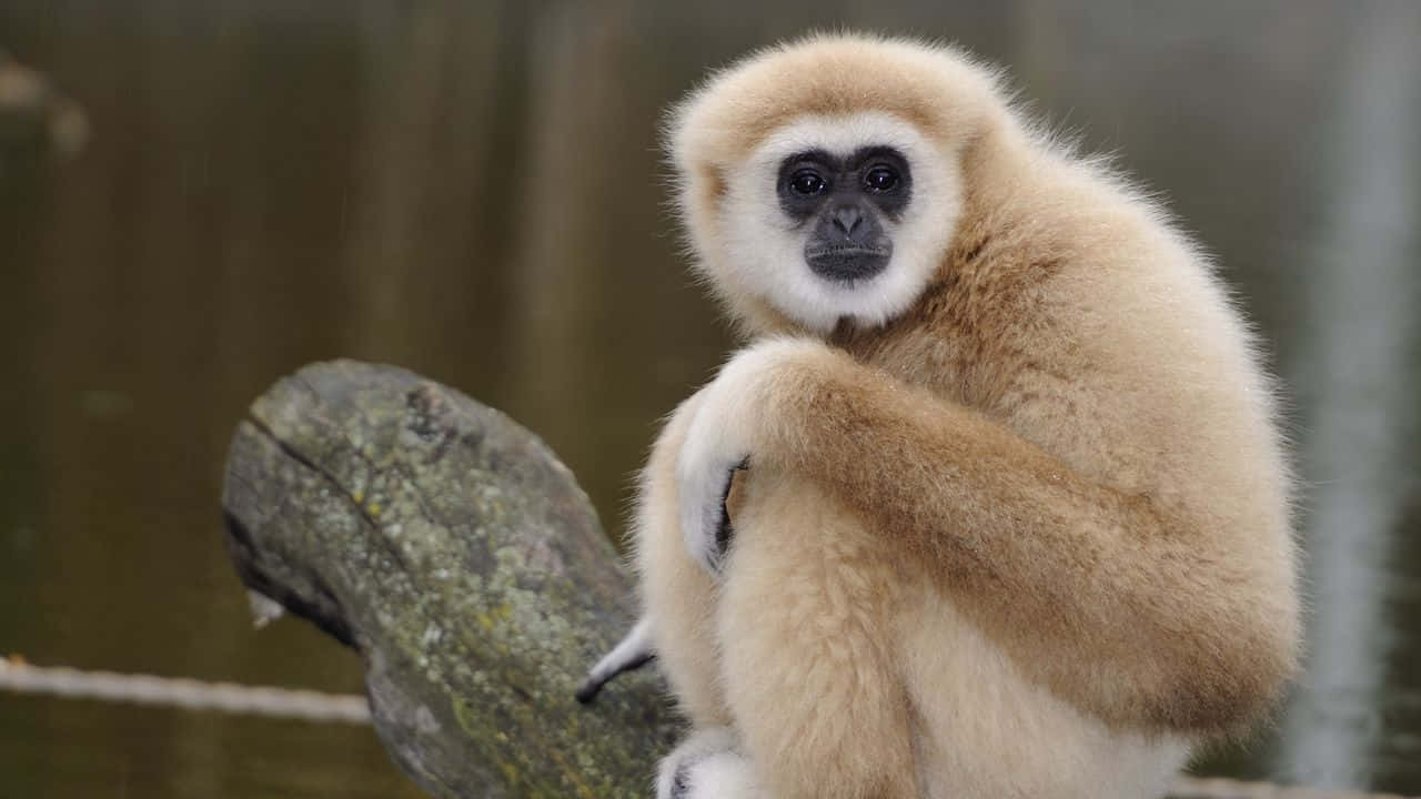 Ape 桌布 壁紙 — 一隻淺色毛髮、深色眼睛的長臂猿棲息在長滿苔蘚的樹枝上，直視鏡頭的特寫。