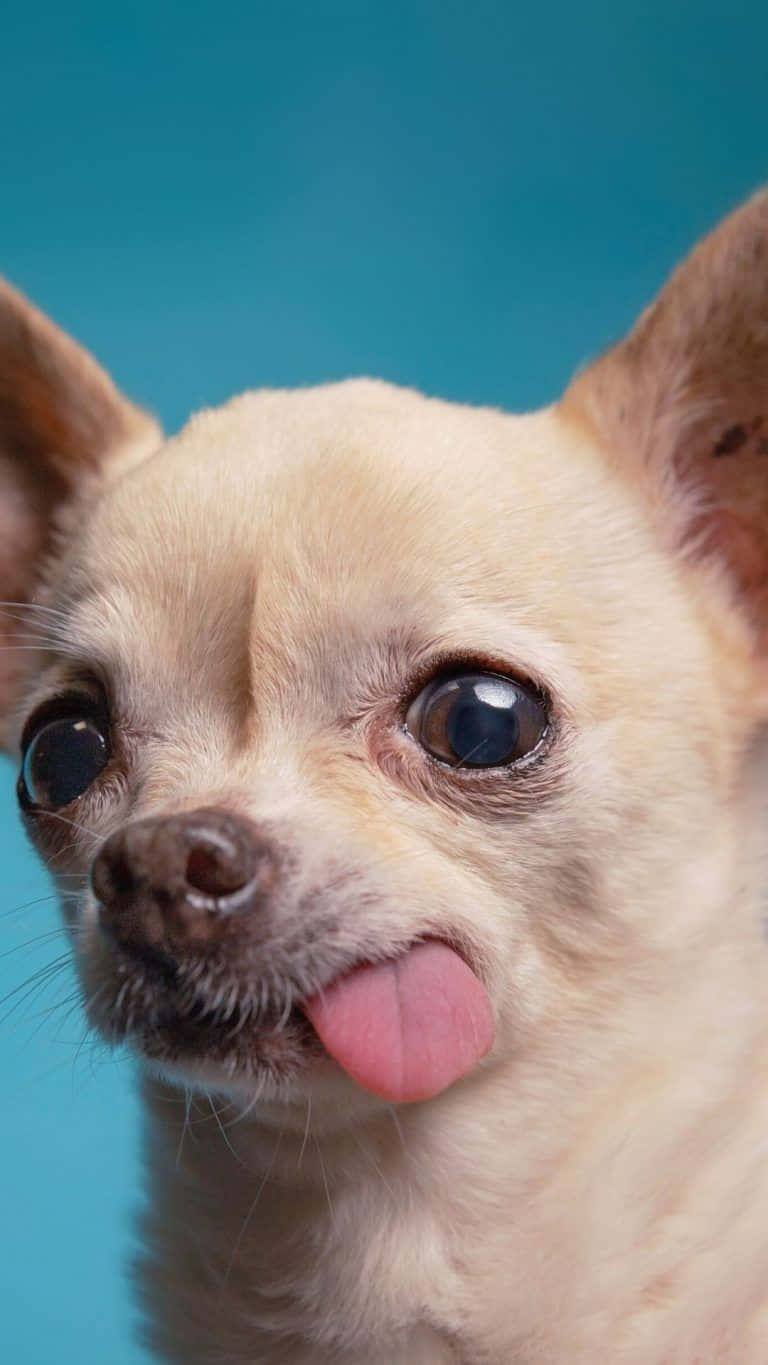 Chihuahua Dog 桌布 壁紙 — 一隻淺色毛髮吉娃娃的特寫，有大黑眼和粉紅色舌頭伸出，背景是純藍色。