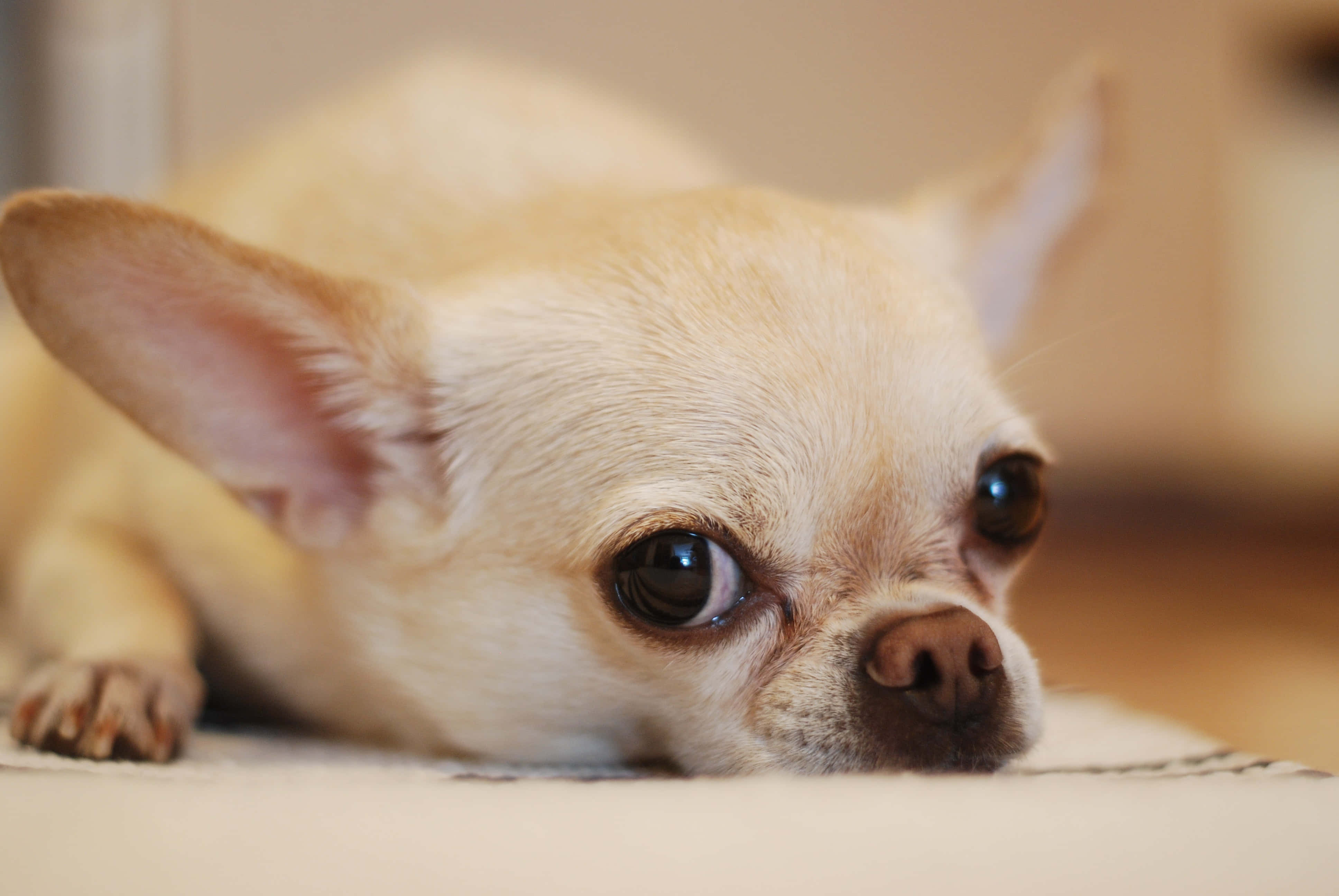 Chihuahua 桌布 壁紙 — 一隻淺色毛髮的吉娃娃，有著大而深色的眼睛，將頭靠在柔軟的表面上。