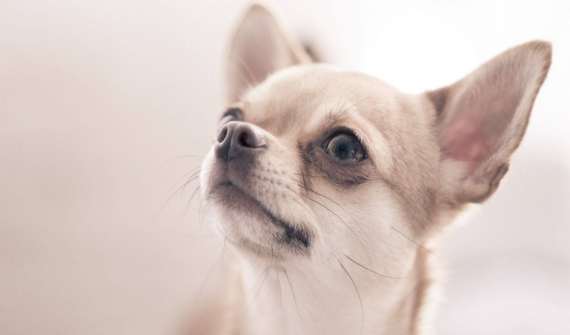 Chihuahua 桌布 壁紙 — 一隻淺色毛髮的吉娃娃幼犬特寫，牠睜著好奇的大眼睛向上看，背景柔和模糊。